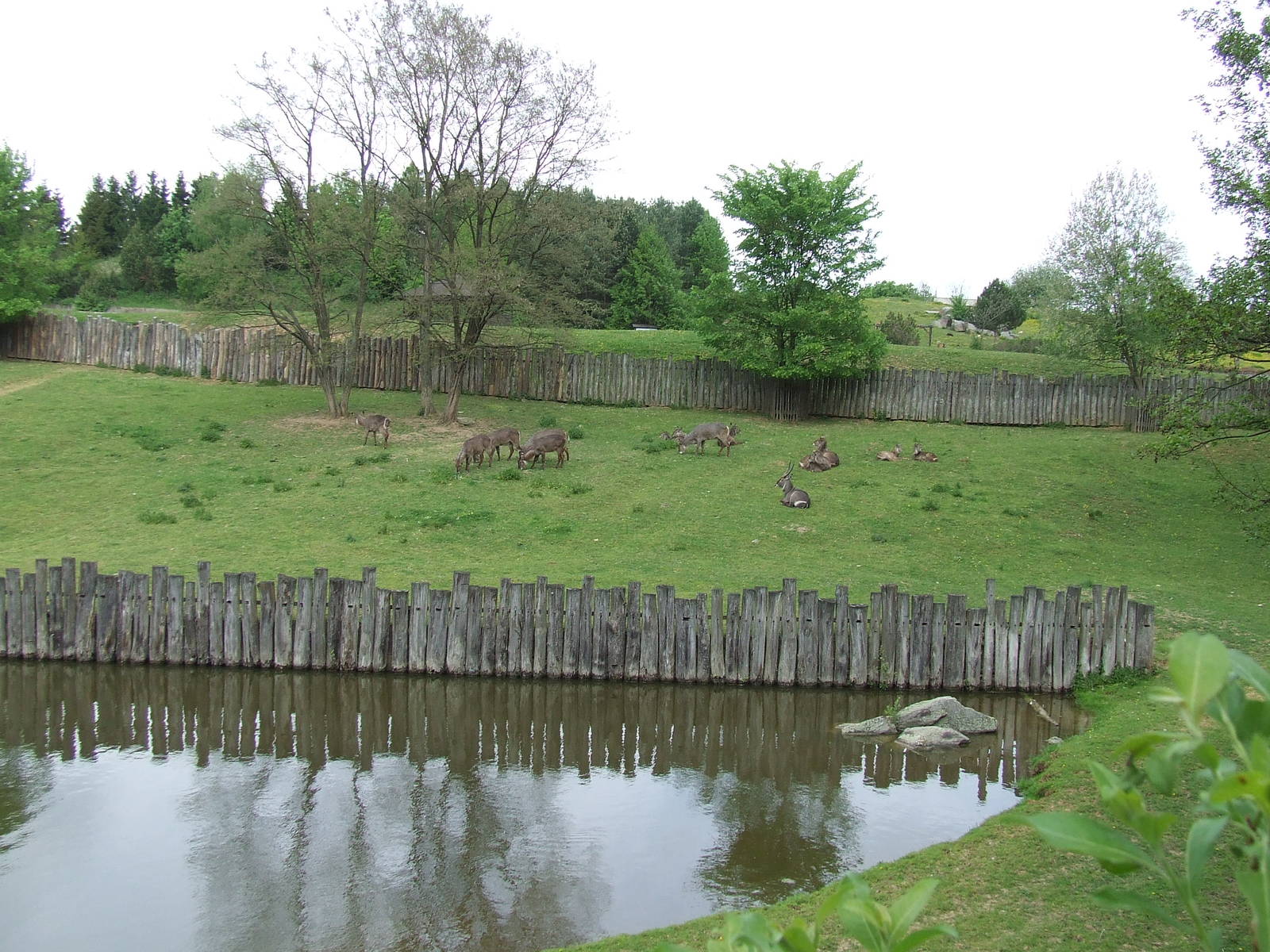 Ellipsed Waterbuck enclosure and pond