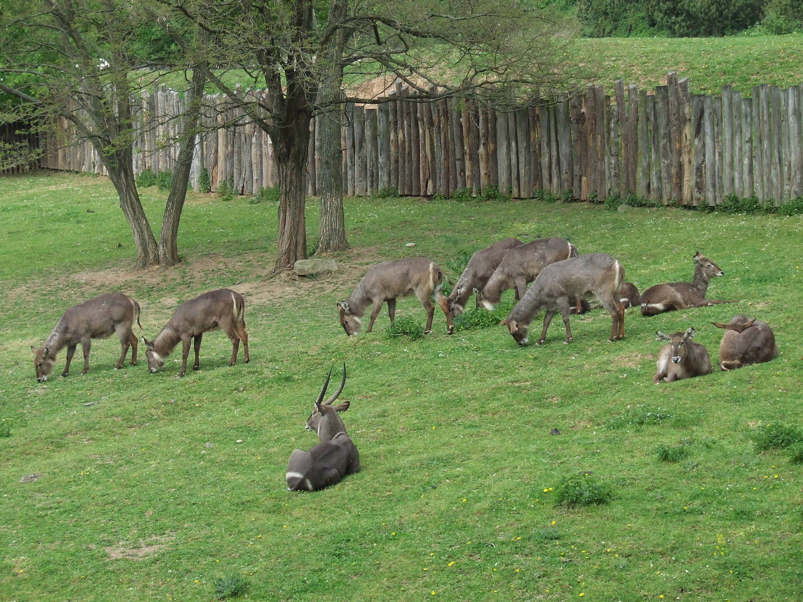 Ellipsed Waterbuck enclosure