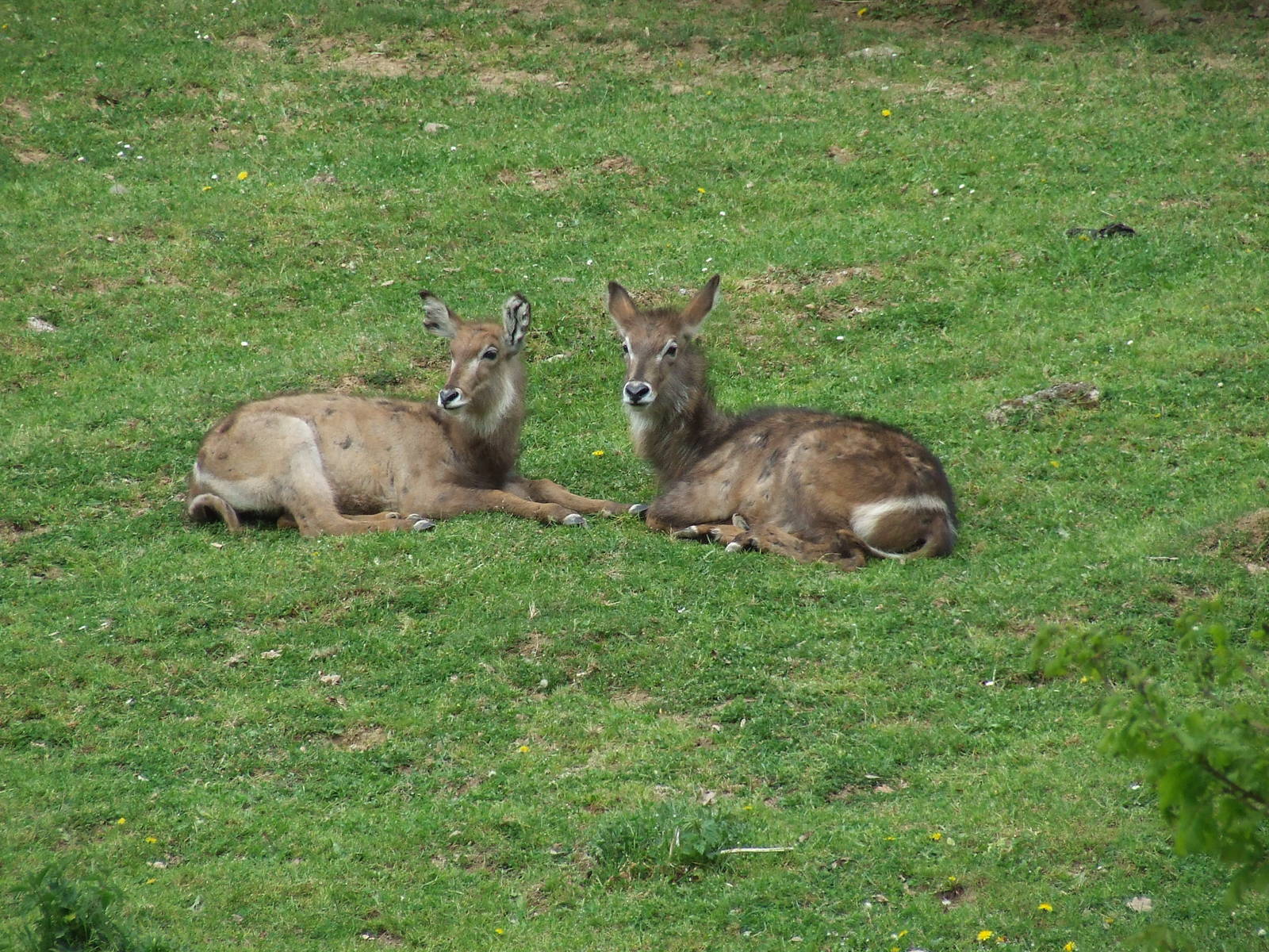 Ellipsed Waterbuck