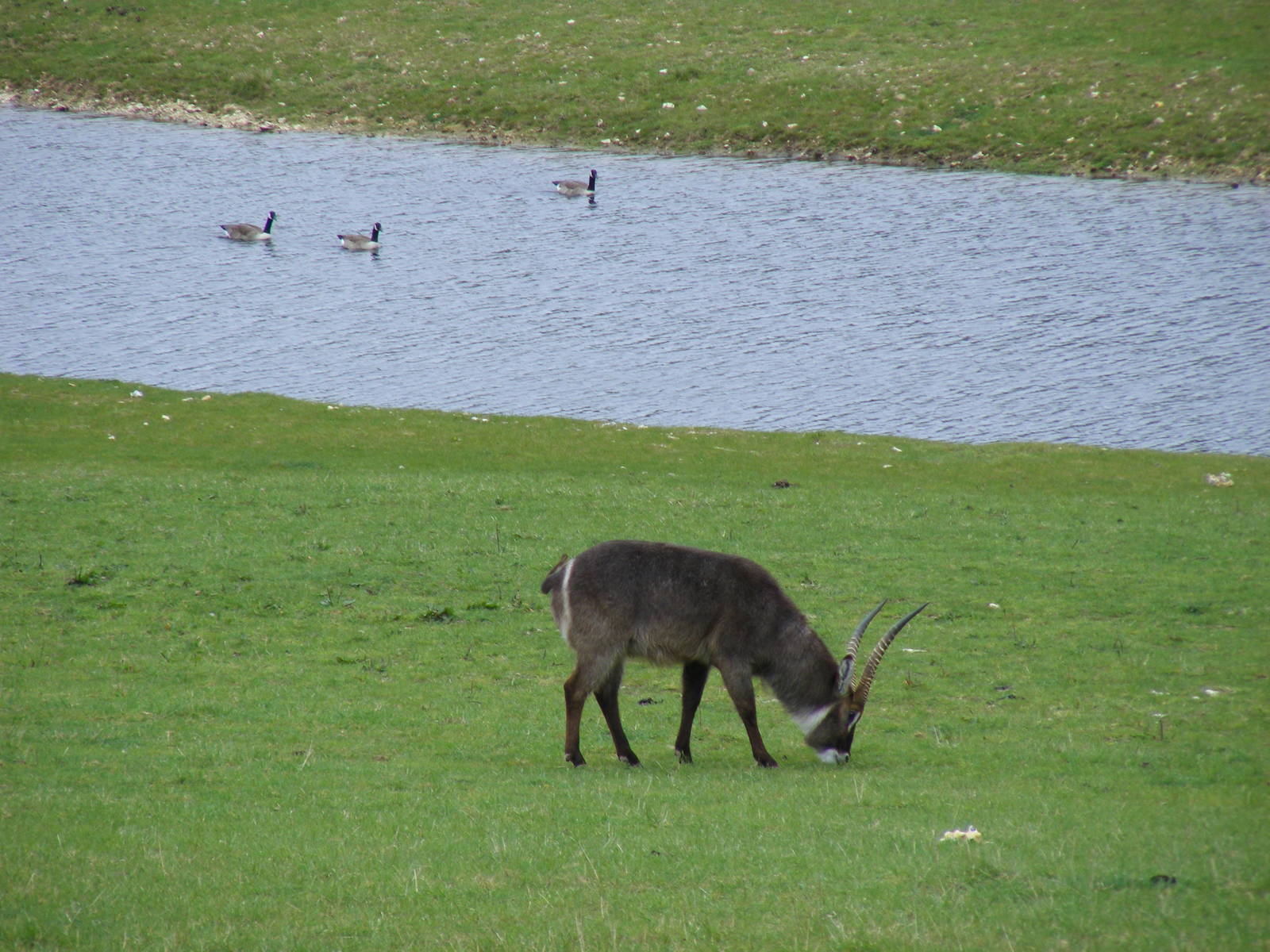 Ellipsen waterbuck and Canadian geese at Marwell Wildlife, 9 May 2010