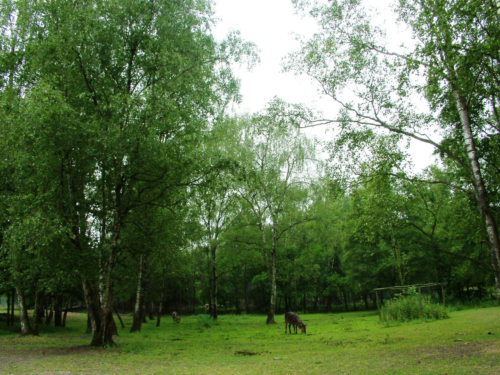 Ellipsen Waterbuck at Beekse Bergen, 31/05/12