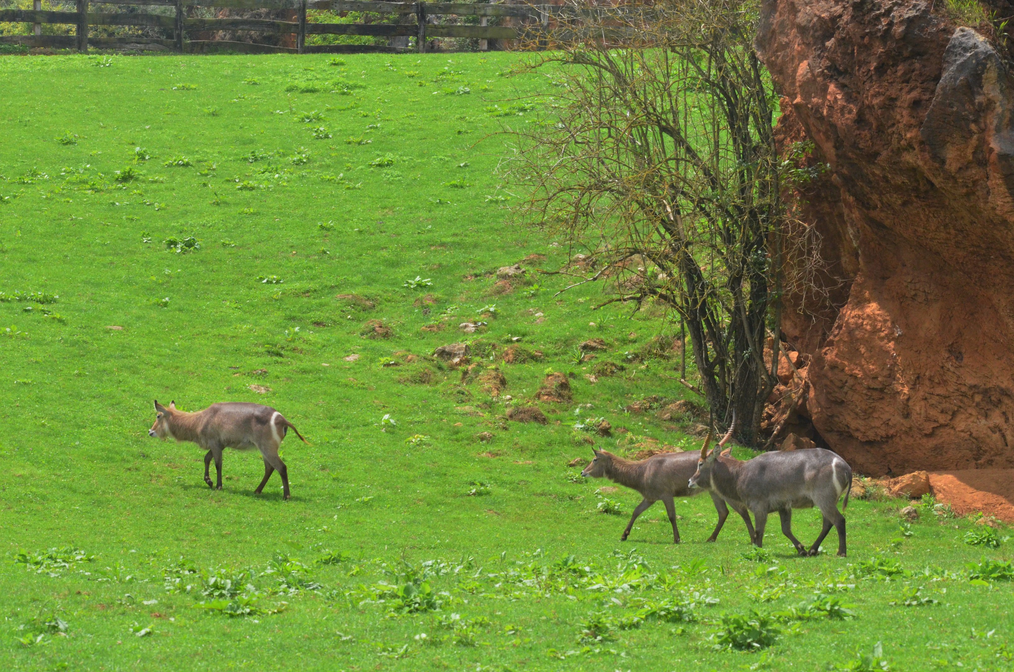 Ellipsen Waterbuck at Cabarceno, 08/07/17