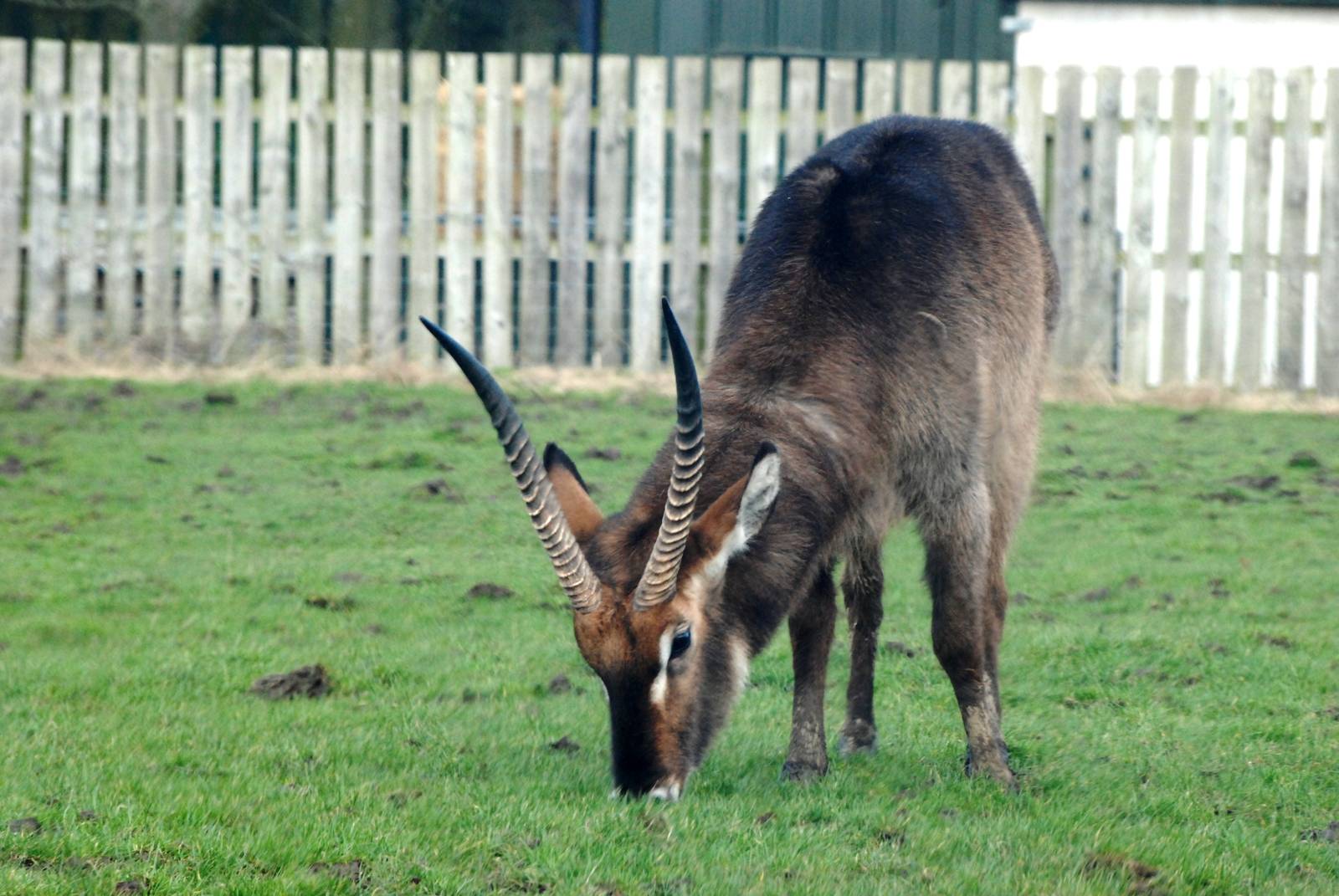 Ellipsen Waterbuck at Knowsley, 01/02/15