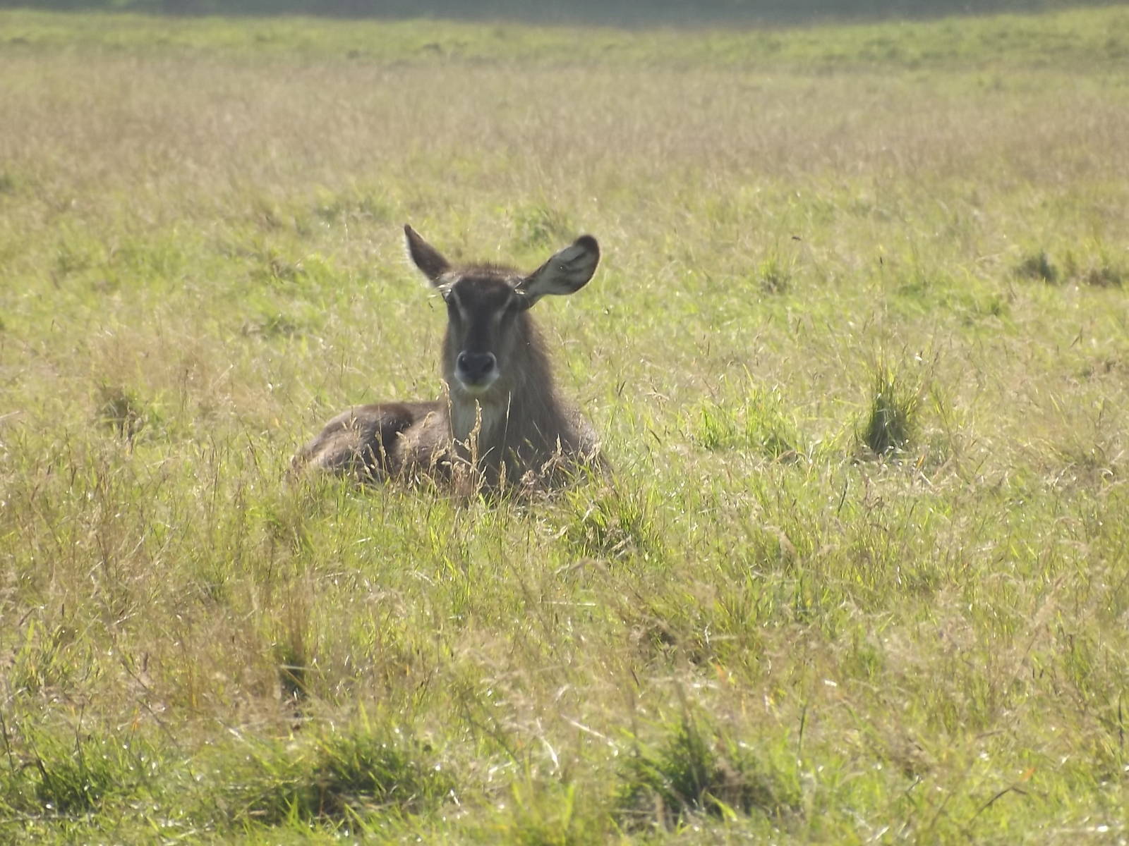Ellipsen Waterbuck at Knowsley Safari Park 08/09/12
