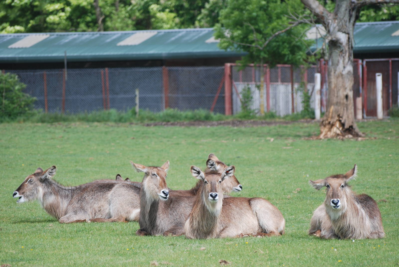 Ellipsen Waterbuck at Whipsnade 08/05/11