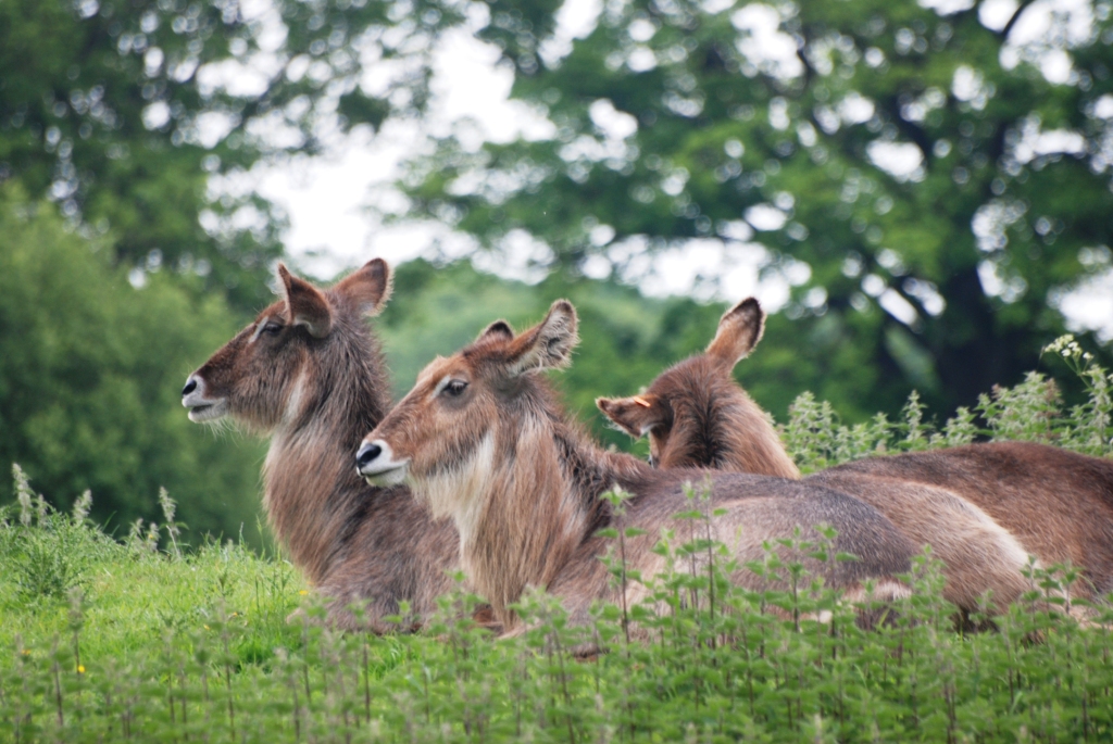 Ellipsen Waterbuck at Whipsnade, 31/05/14