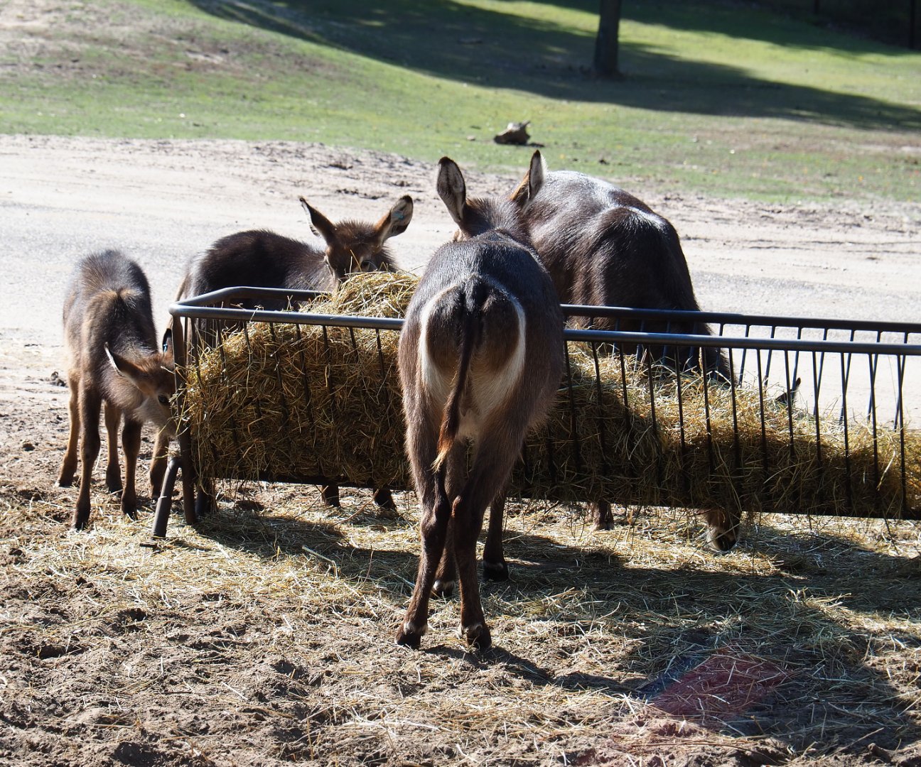 Ellipsen waterbuck herd at hay feeder (Kobus ellipsiprymnus ellipsiprymnus), 2019-09-15