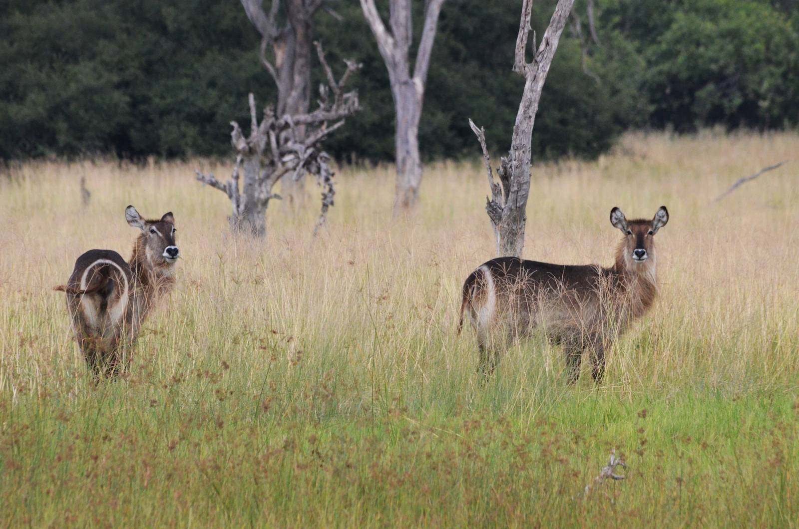 Ellipsen Waterbuck, Khwai Community Area, Botswana, 24/04/16