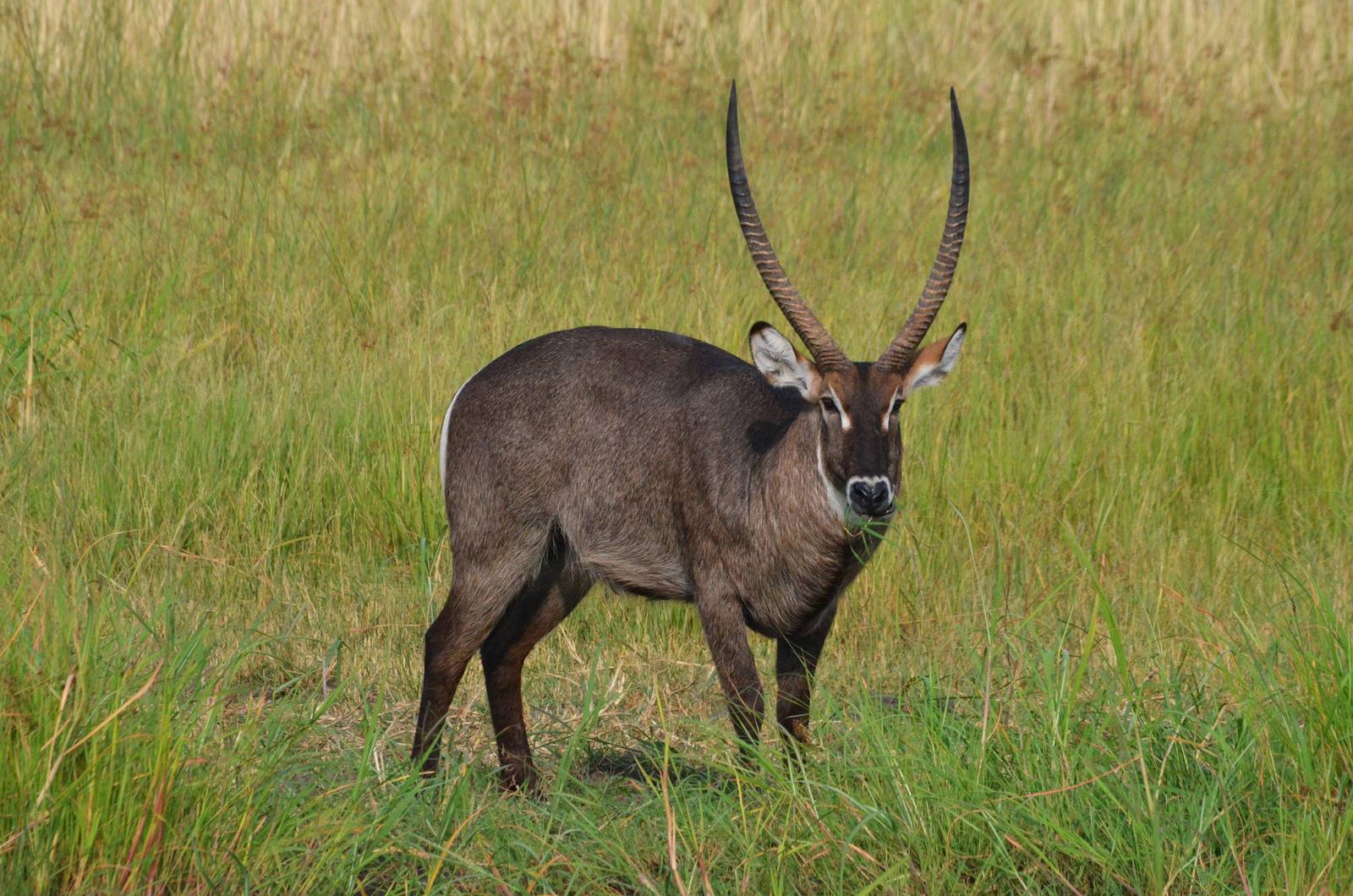 Ellipsen Waterbuck, Khwai Community Area, Botswana, 24/04/16