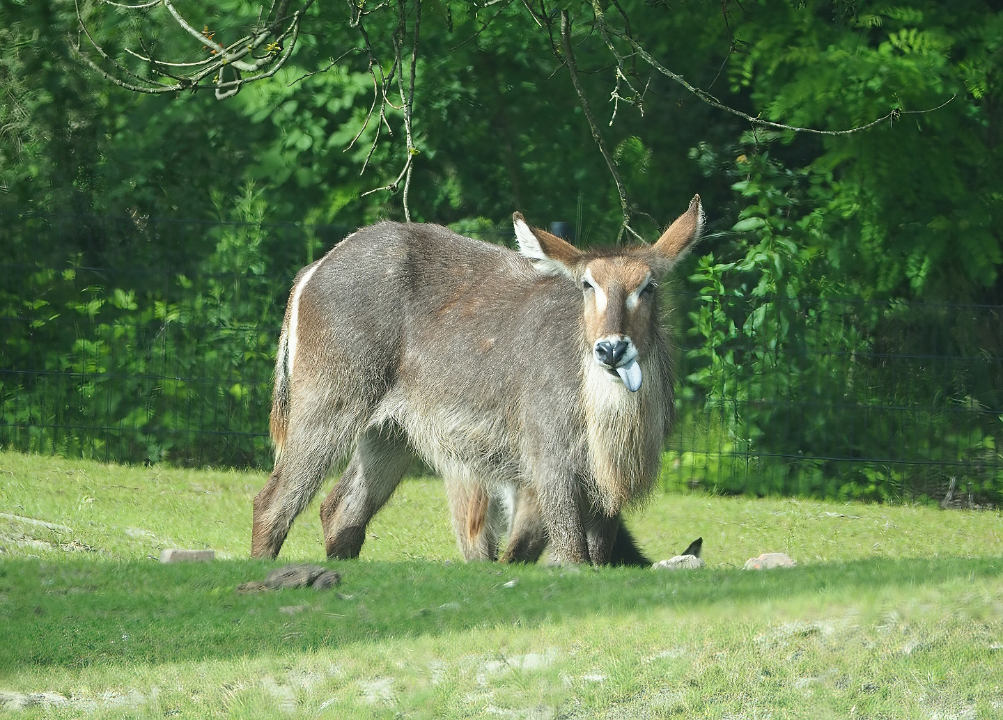 Ellipsen waterbuck (Kobus ellipsiprymnus ellipsiprymnus), 2022-06-12