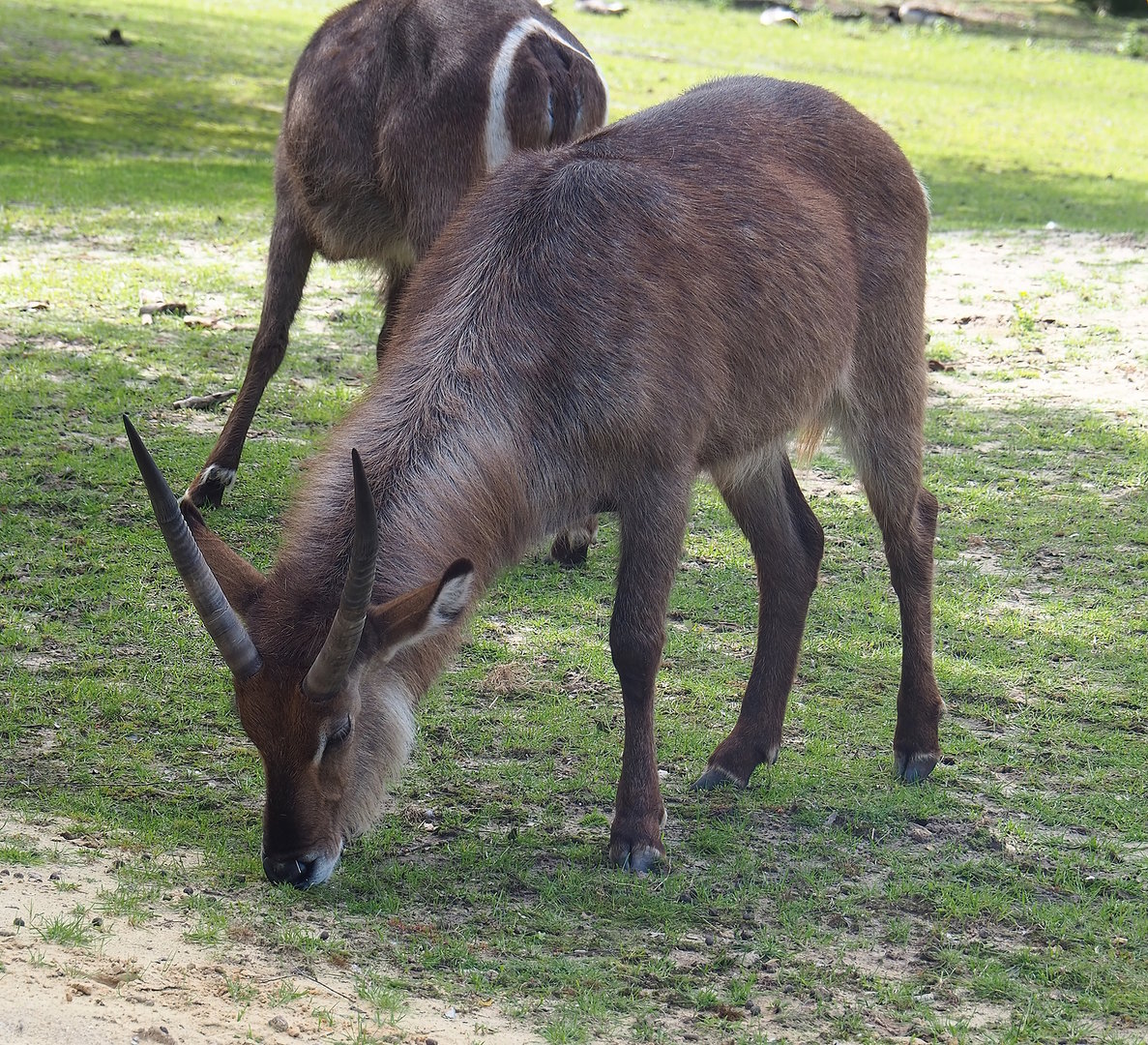 Ellipsen waterbuck (Kobus ellipsiprymnus ellipsiprymnus), 2022-06-12