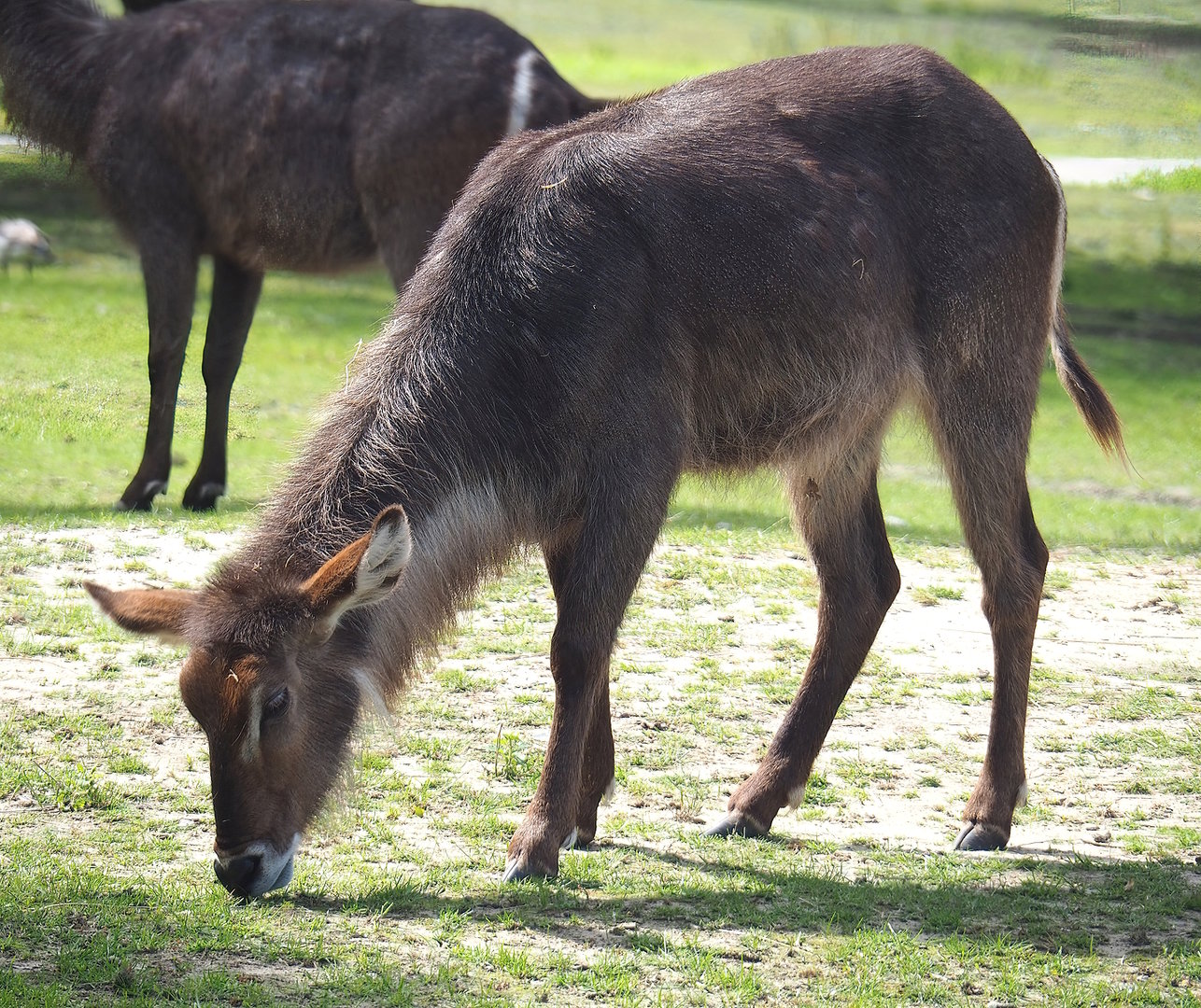 Ellipsen waterbuck (Kobus ellipsiprymnus ellipsiprymnus), 2022-06-12