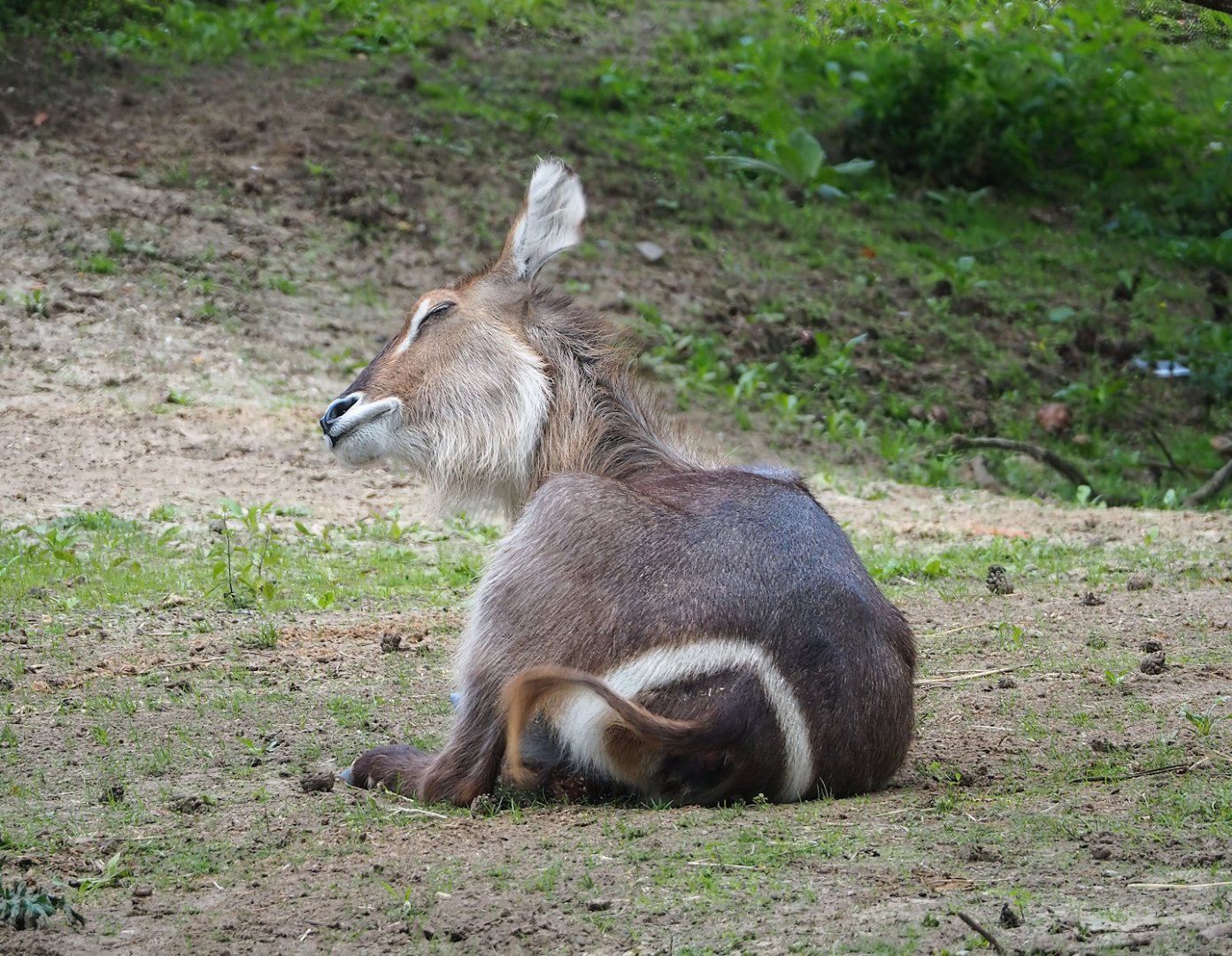 Ellipsen waterbuck (Kobus ellipsiprymnus ellipsiprymnus), 2023-08-15