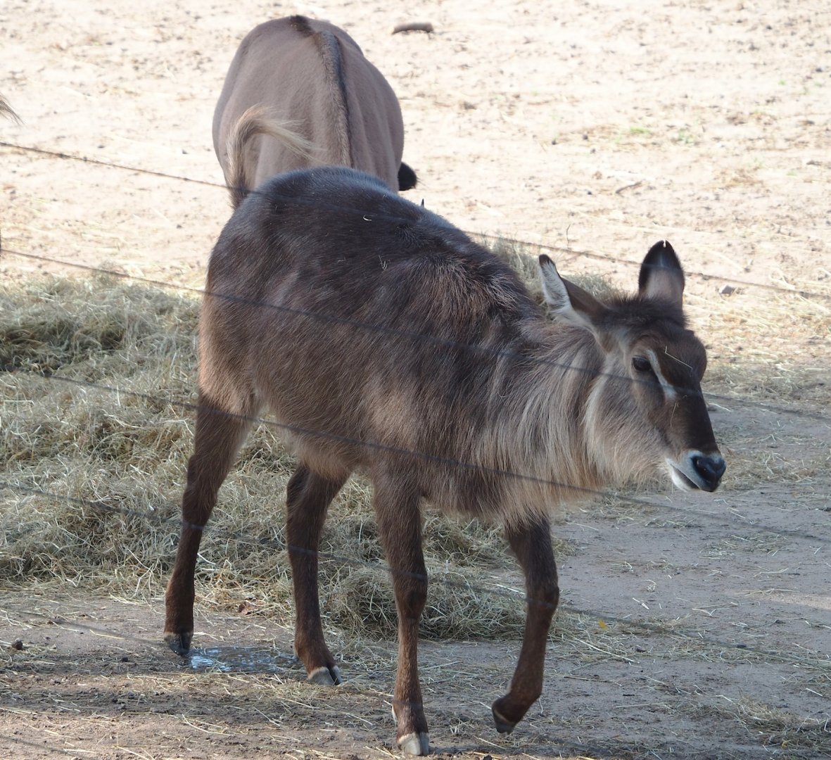 Ellipsen waterbuck (Kobus ellipsiprymnus ellipsiprymnus), 2023-10-07