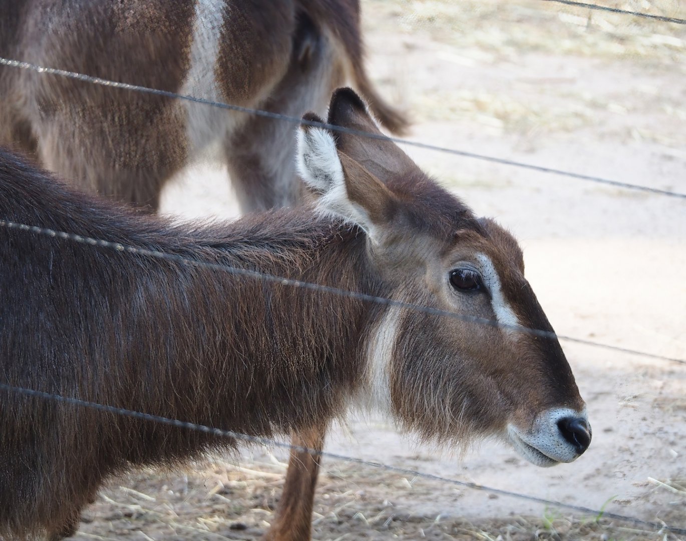 Ellipsen waterbuck (Kobus ellipsiprymnus ellipsiprymnus), 2023-10-07