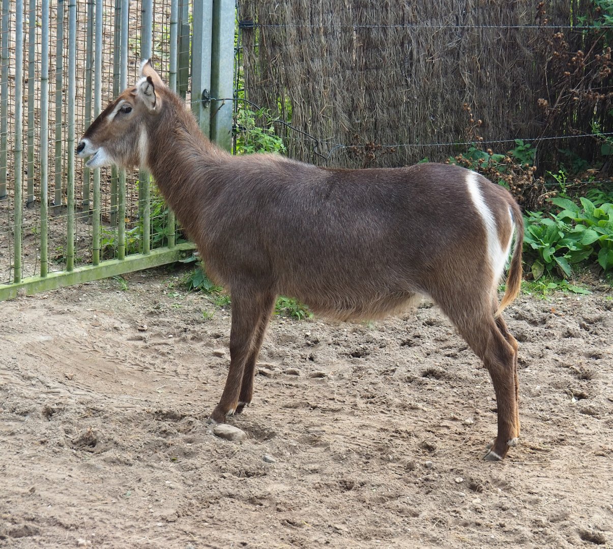 Ellipsen waterbuck (Kobus ellipsiprymnus ellipsiprymnus), 2023-10-07