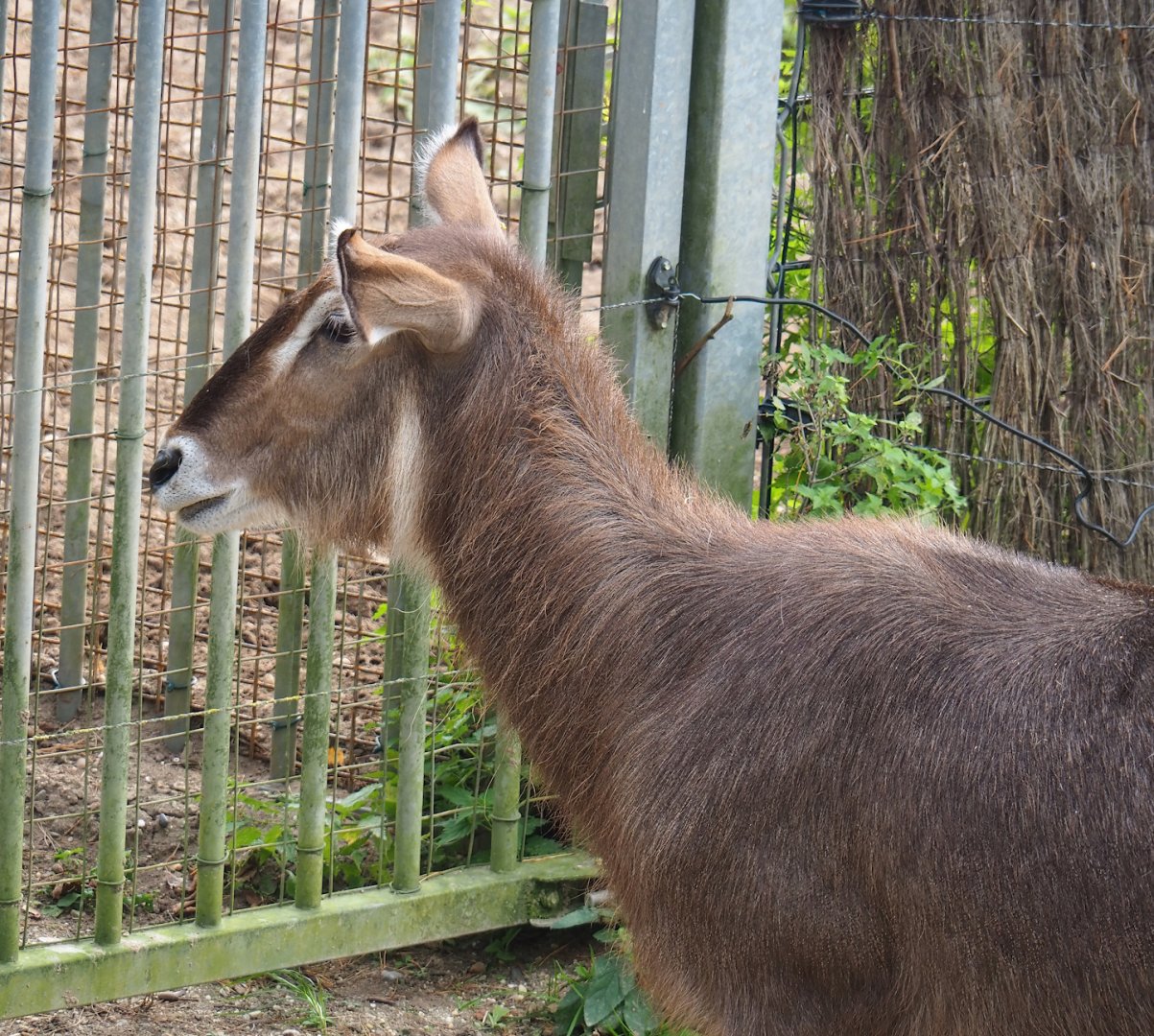 Ellipsen waterbuck (Kobus ellipsiprymnus ellipsiprymnus), 2023-10-07