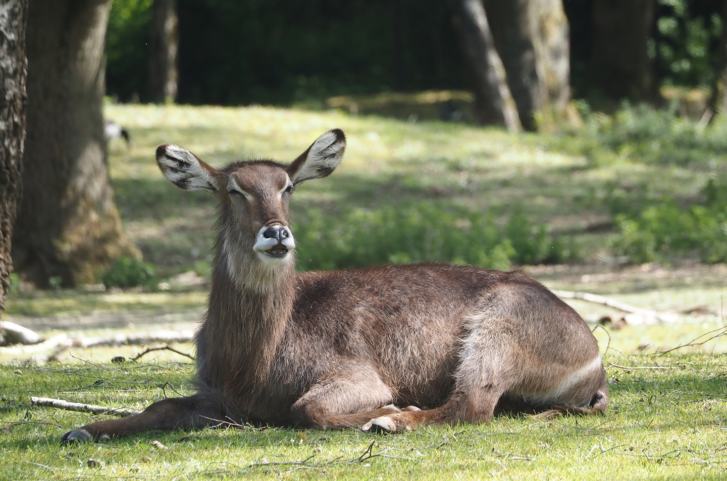 Ellipsen waterbuck (Kobus ellipsiprymnus ellipsiprymnus), 2025-04-30