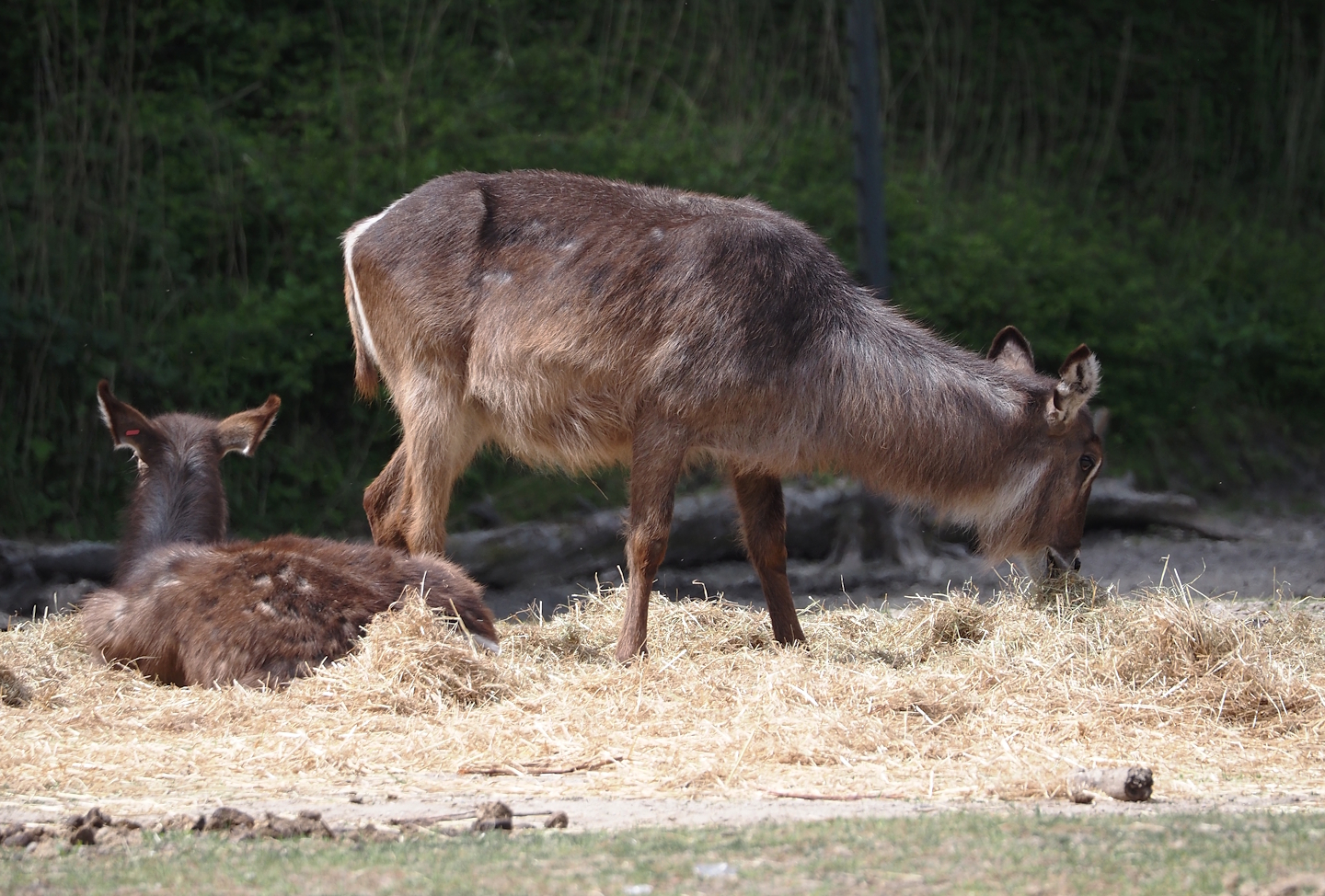 Ellipsen waterbuck (Kobus ellipsiprymnus ellipsiprymnus), 2025-05-17