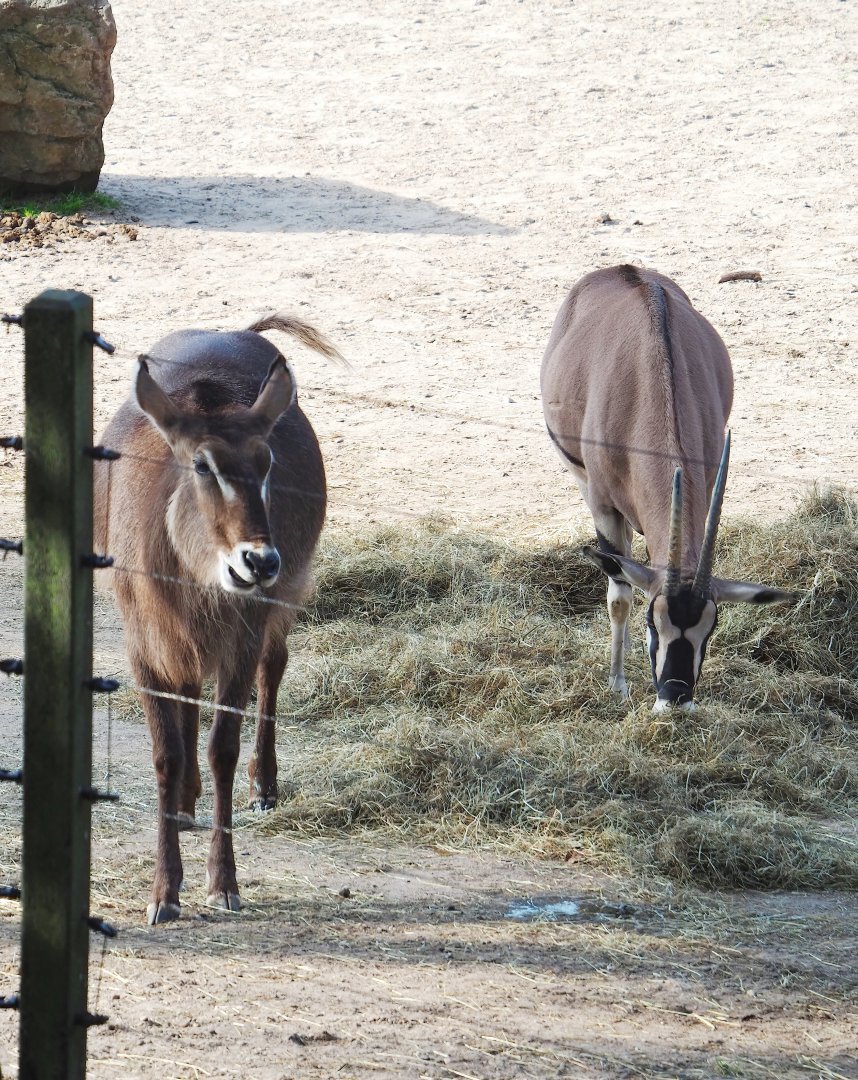 Ellipsen waterbuck (Kobus ellipsiprymnus ellipsiprymnus) and Beisa oryx (Oryx beisa beisa), 2023-10-07