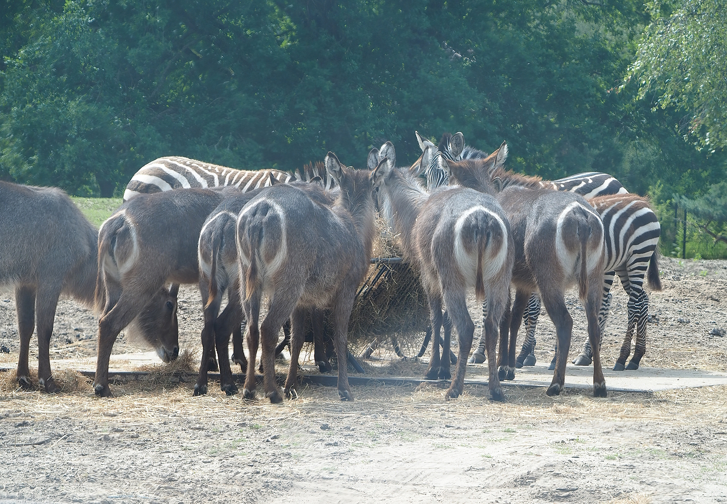 Ellipsen waterbuck (Kobus ellipsiprymnus ellipsiprymnus) and Grant`s zebra (Equus quagga boehmi), 2022-06-12