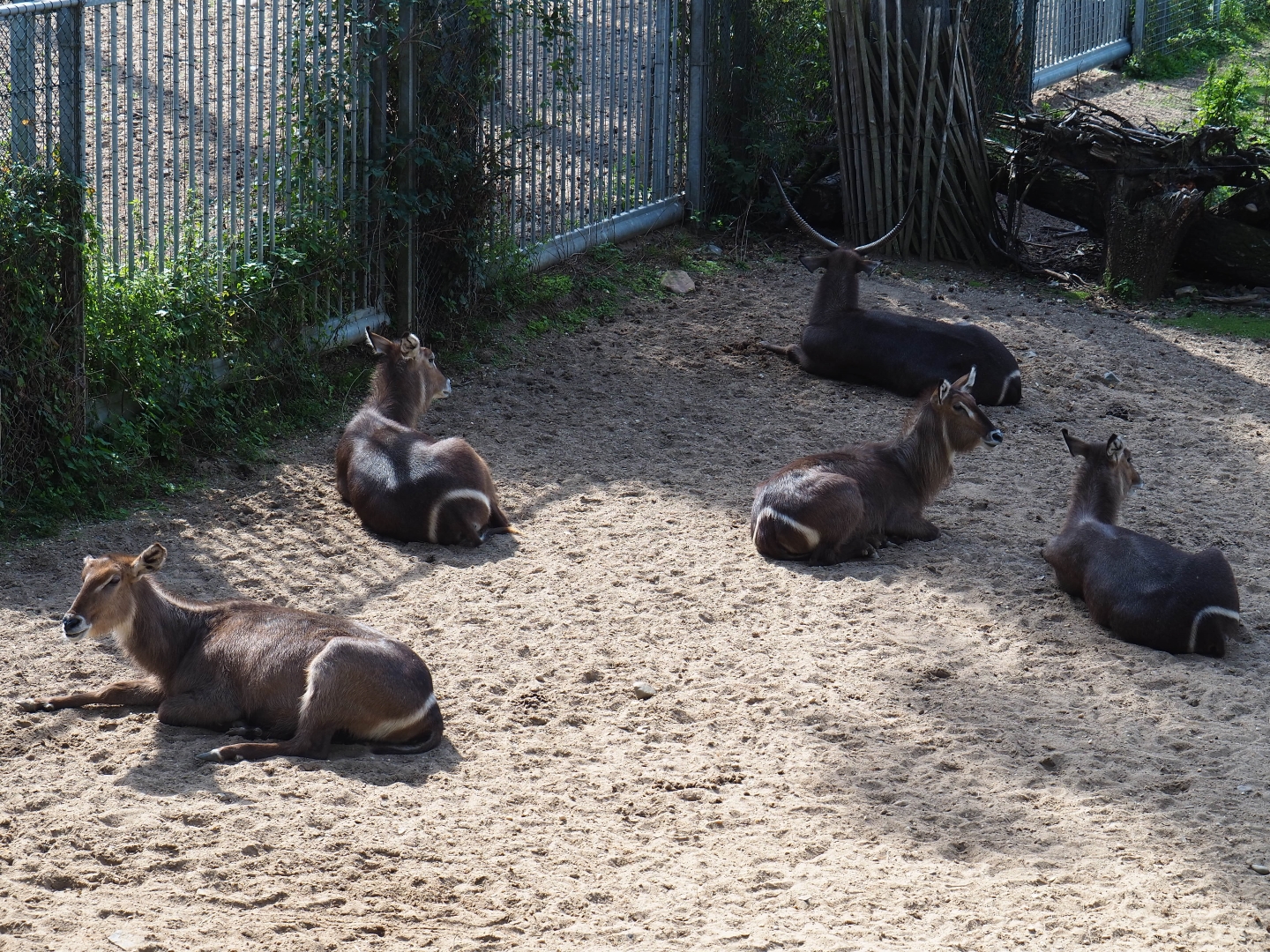Ellipsen waterbuck (Kobus ellipsiprymnus ellipsiprymnus), Sep 16th, 2018