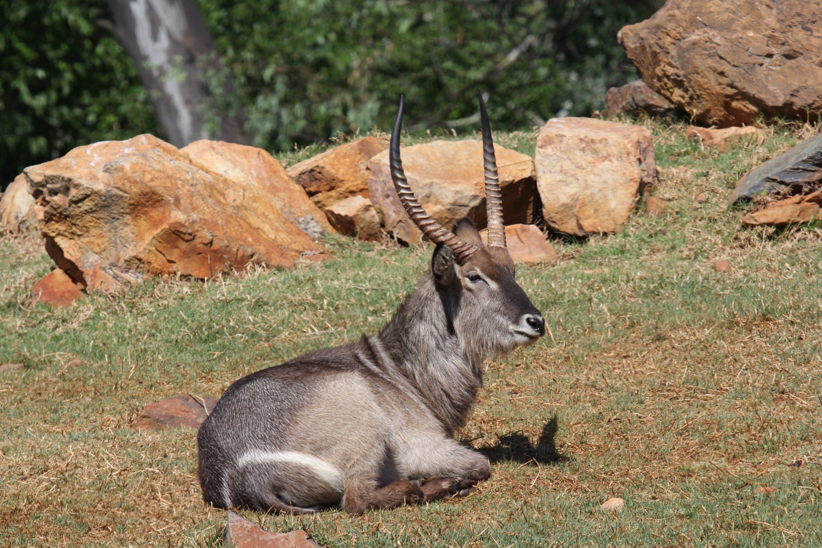 Ellipsen Waterbuck (Kobus ellipsiprymnus ellipsiprymnus)