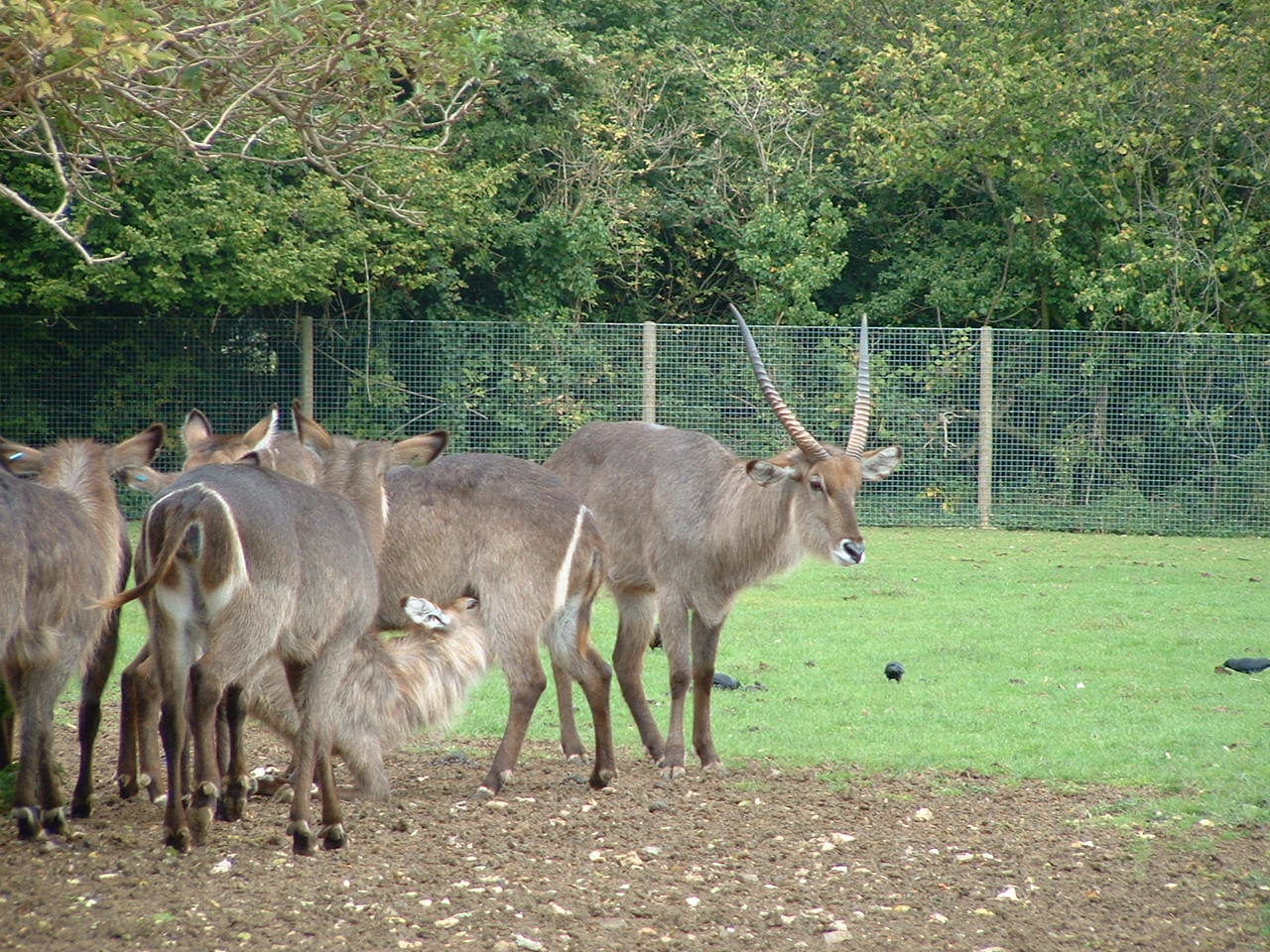 Ellipsen Waterbuck - Marwell 2005