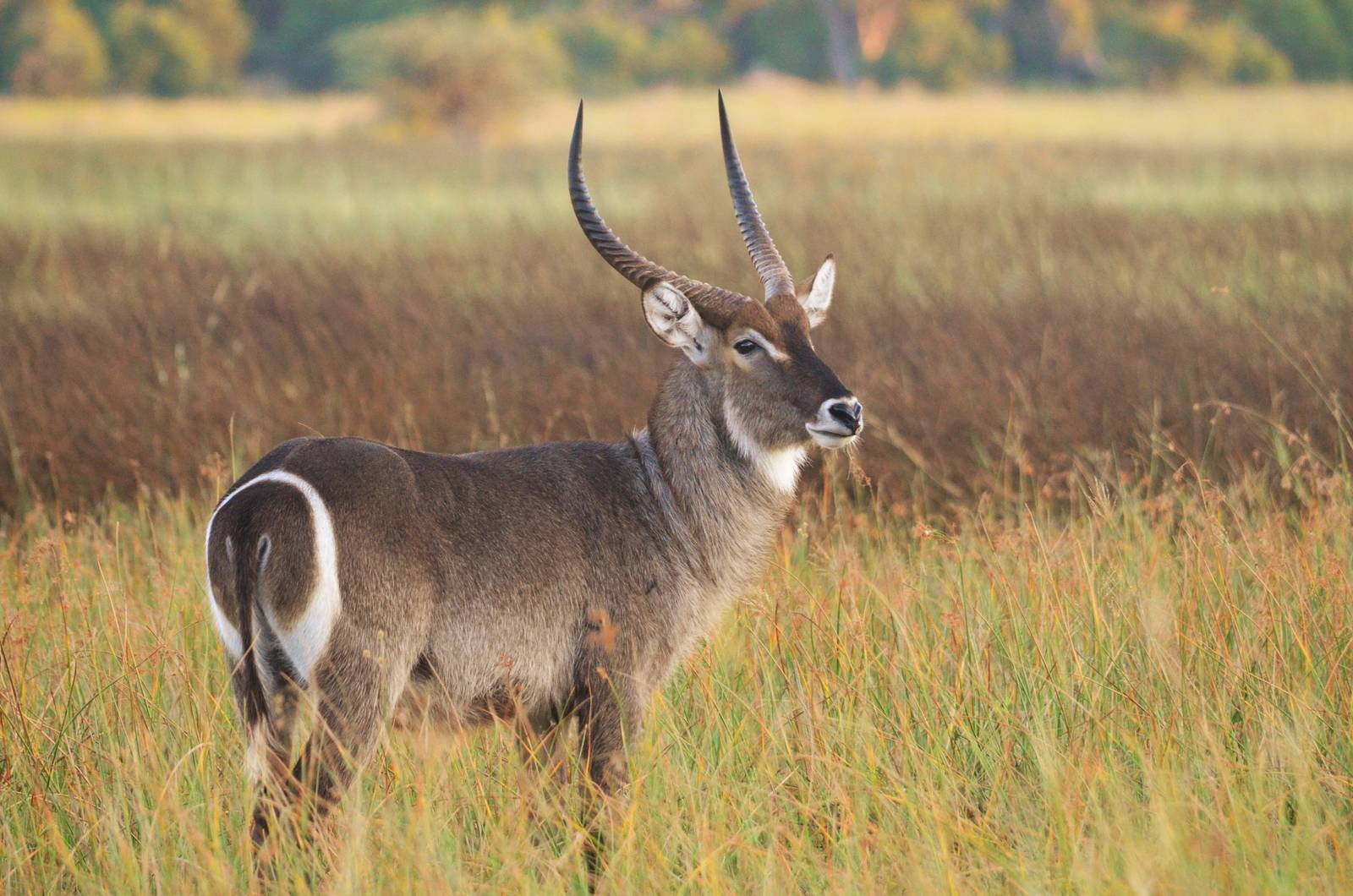 Ellipsen Waterbuck, Moremi Game Reserve, Botswana, 30/04/16