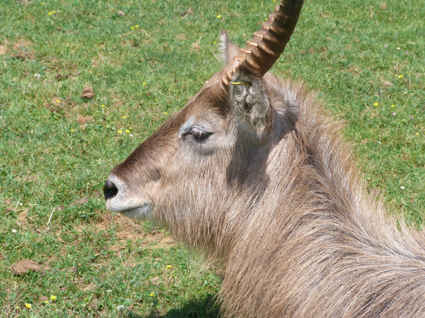 Ellipsen waterbuck -Parque de la Naturaleza de Cabárceno (2025)
