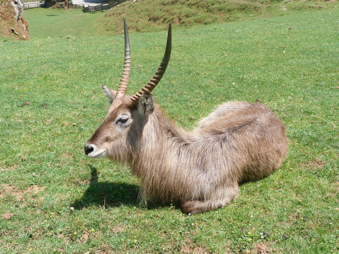 Ellipsen waterbuck -Parque de la Naturaleza de Cabárceno (2025)