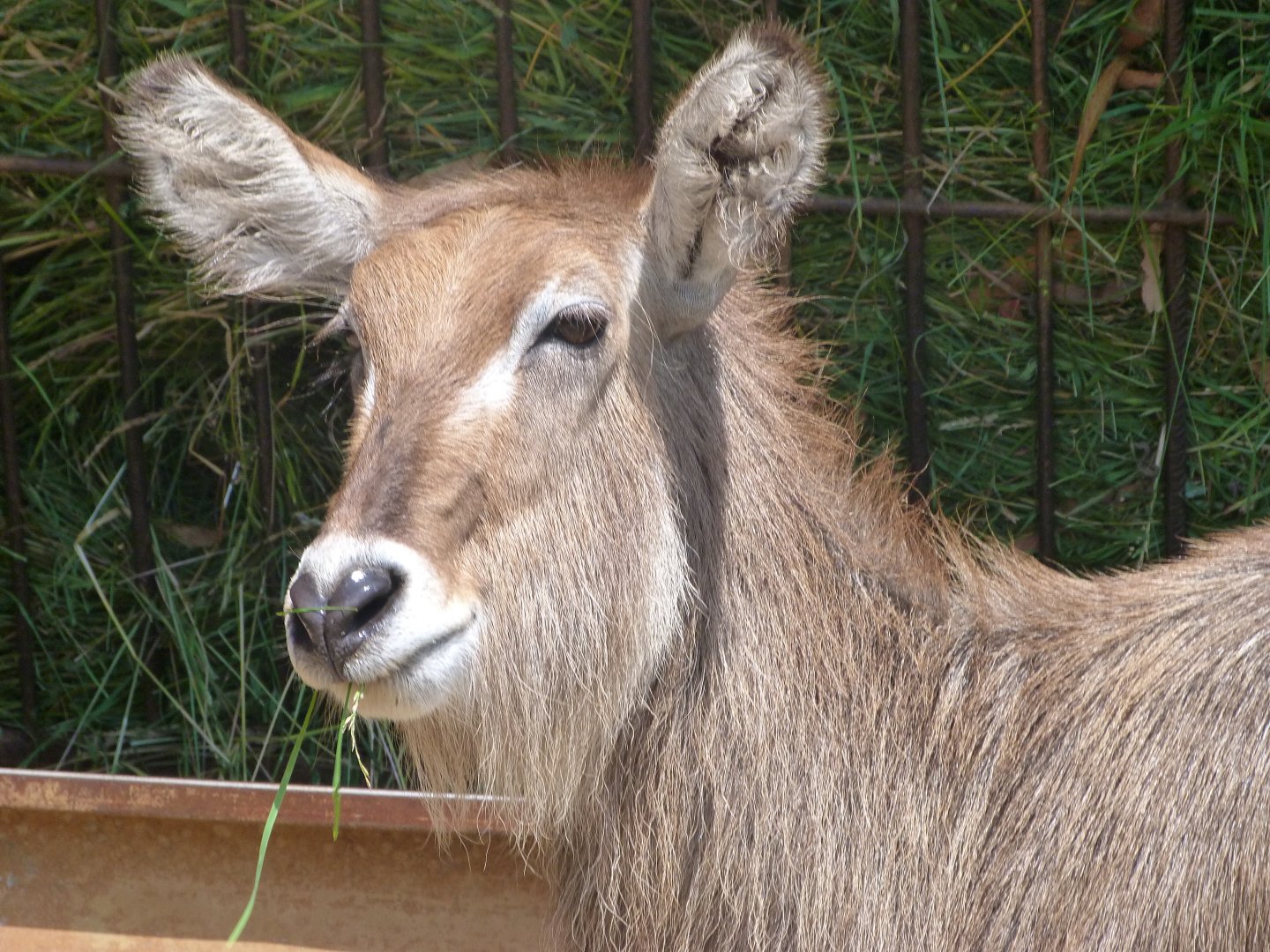 Ellipsen waterbuck -Parque de la Naturaleza de Cabárceno (2025)