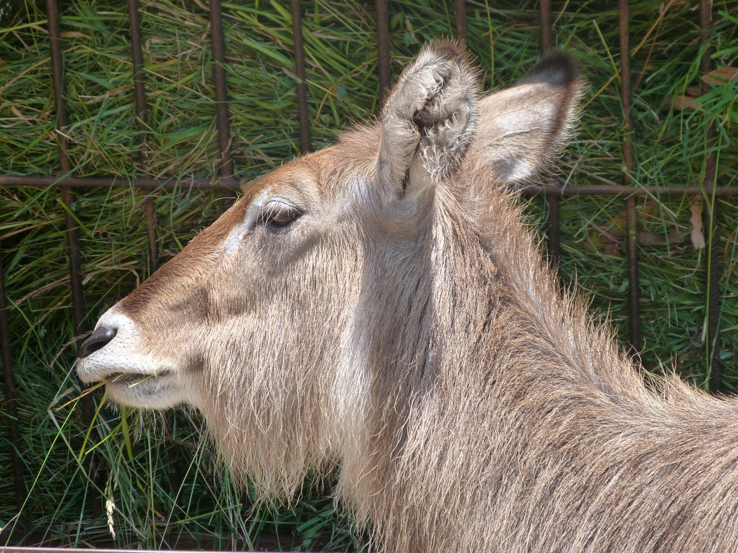 Ellipsen waterbuck -Parque de la Naturaleza de Cabárceno (2025)