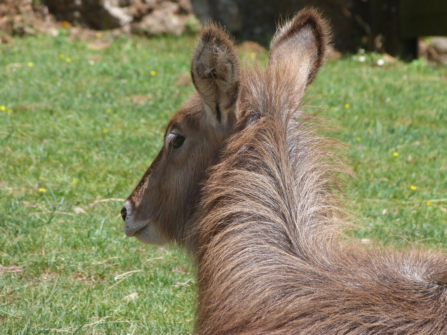 Ellipsen waterbuck -Parque de la Naturaleza de Cabárceno (2025)