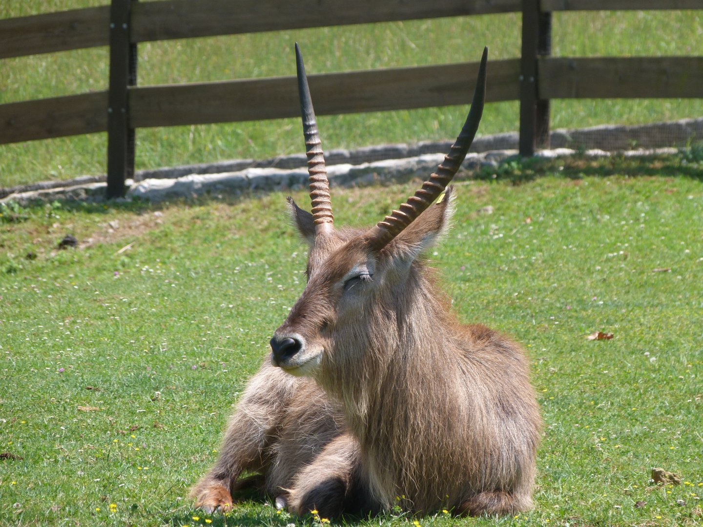 Ellipsen waterbuck -Parque de la Naturaleza de Cabárceno (2025)