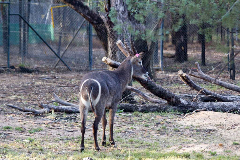 Ellipsen Waterbuck
