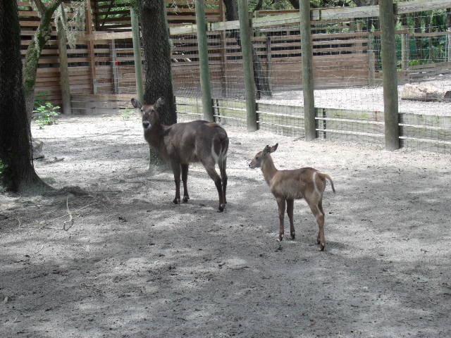 Ellipsen Waterbuck