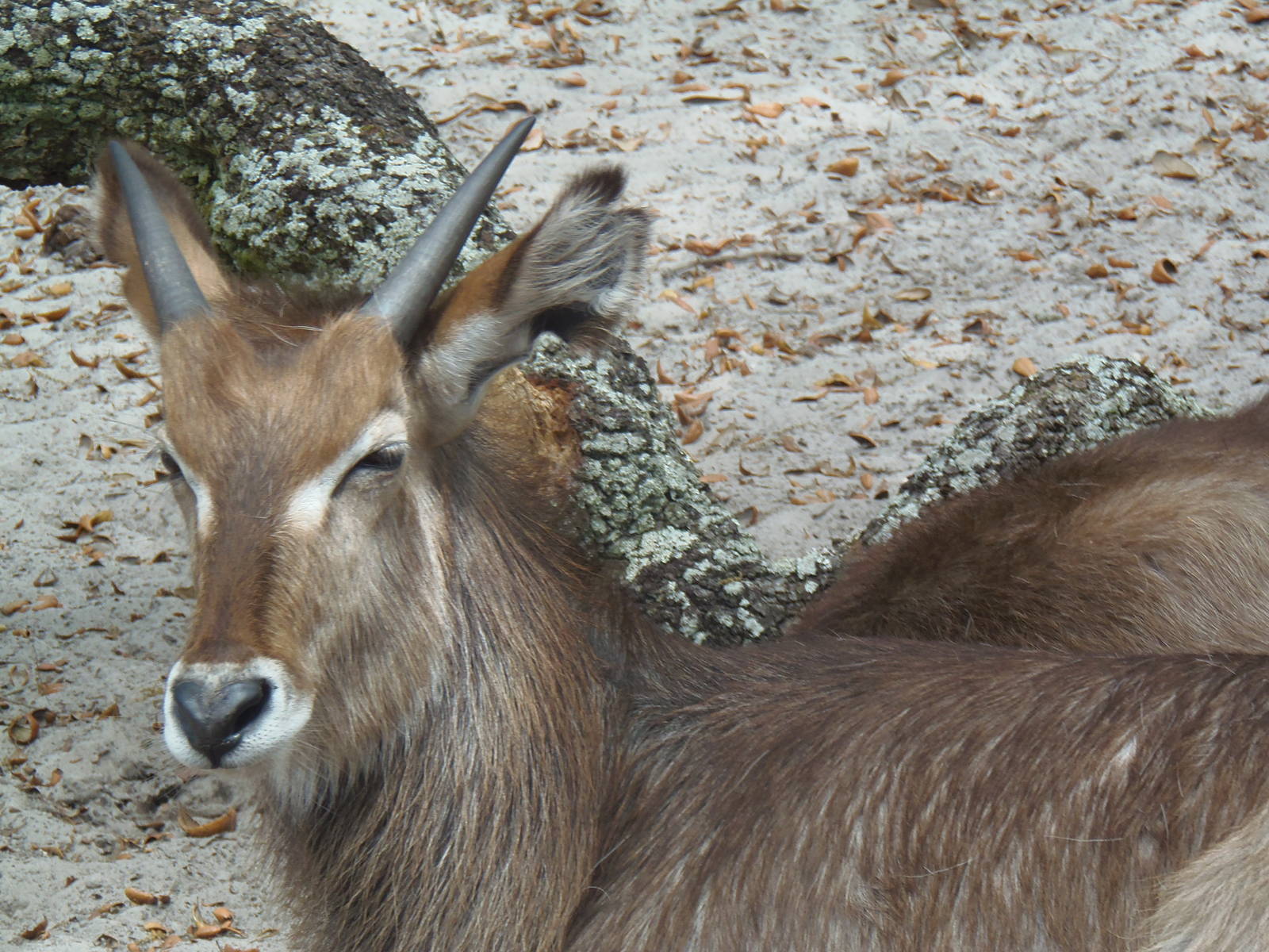 Ellipsen Waterbuck