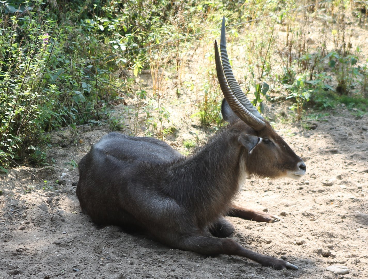 Ellipsen waterbuck
