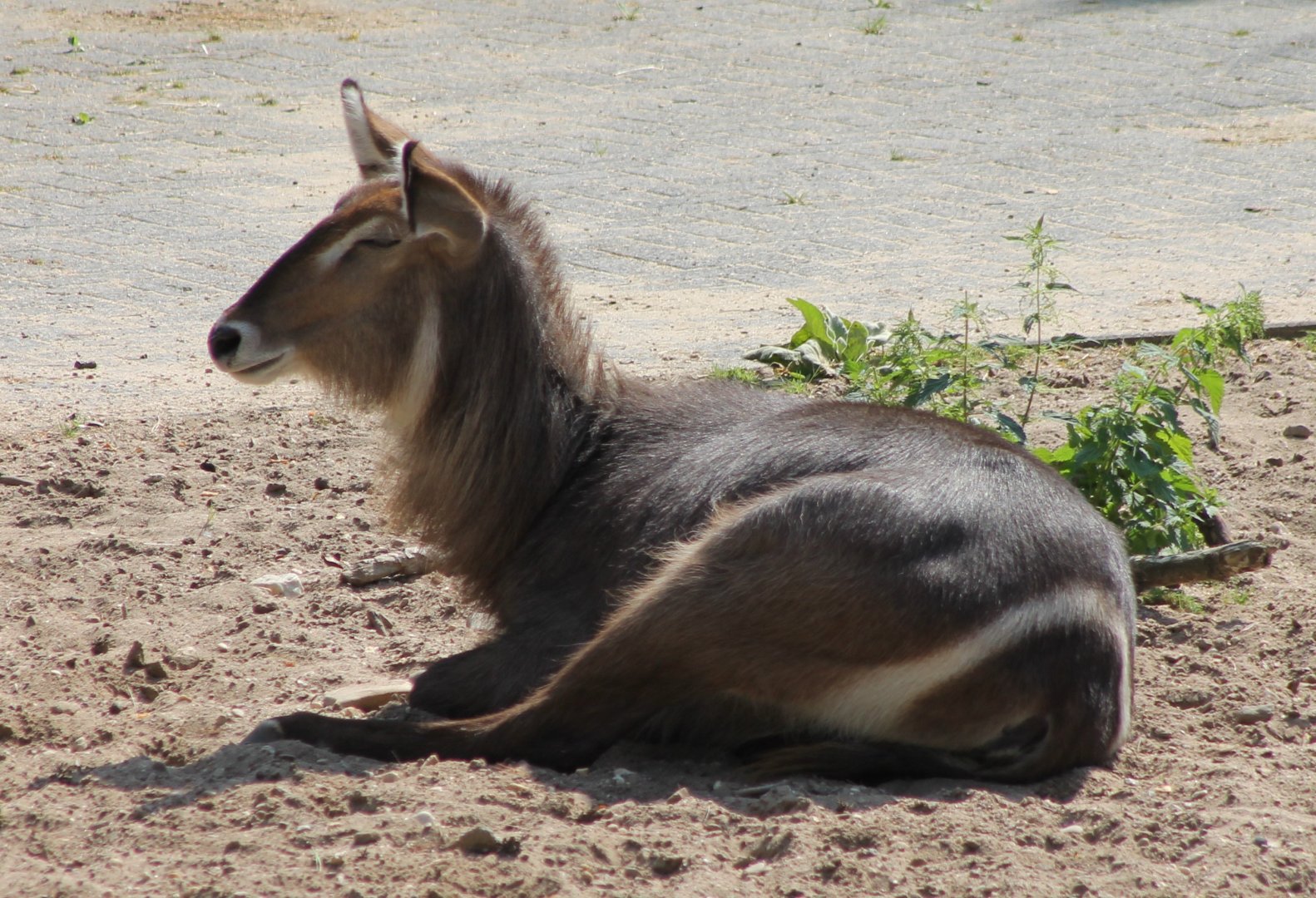 Ellipsen waterbuck