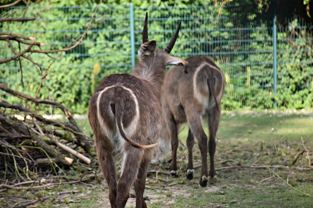 Ellipsen waterbuck