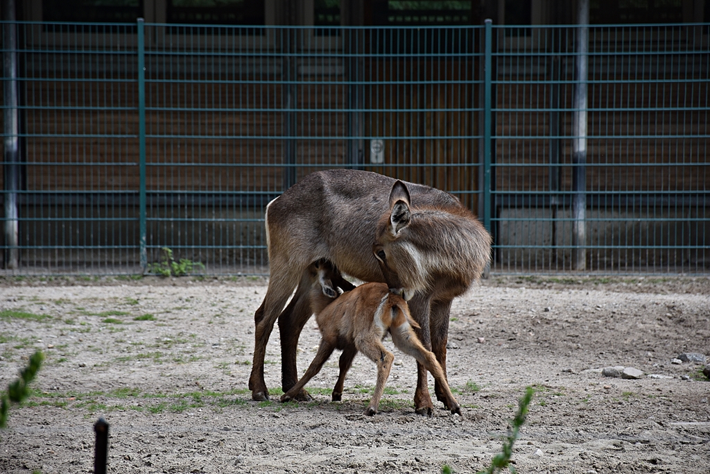 Ellipsen waterbuck