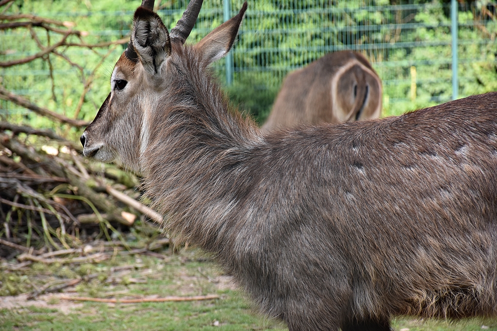 Ellipsen waterbuck