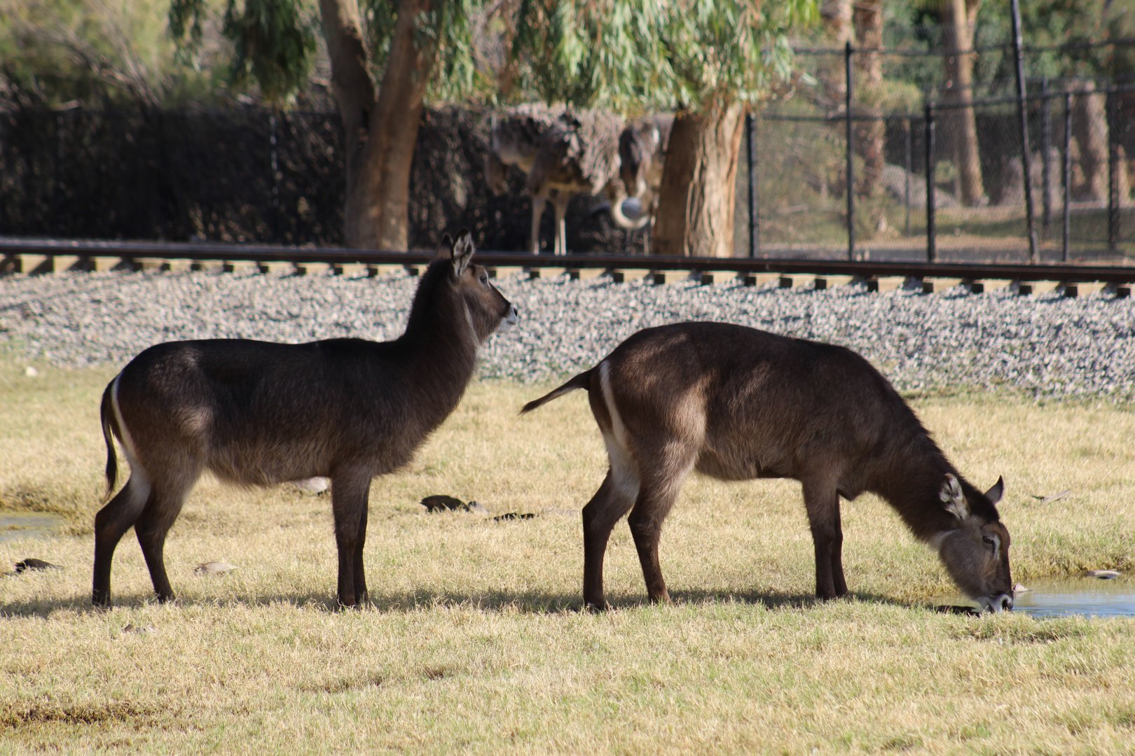 Ellipsen Waterbuck