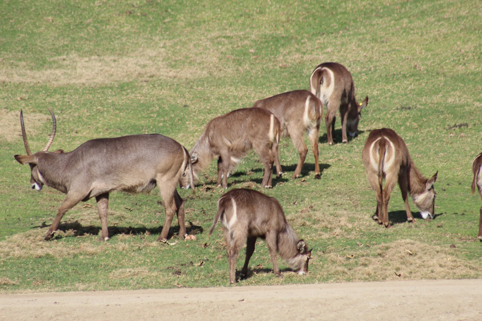 Ellipsen Waterbuck