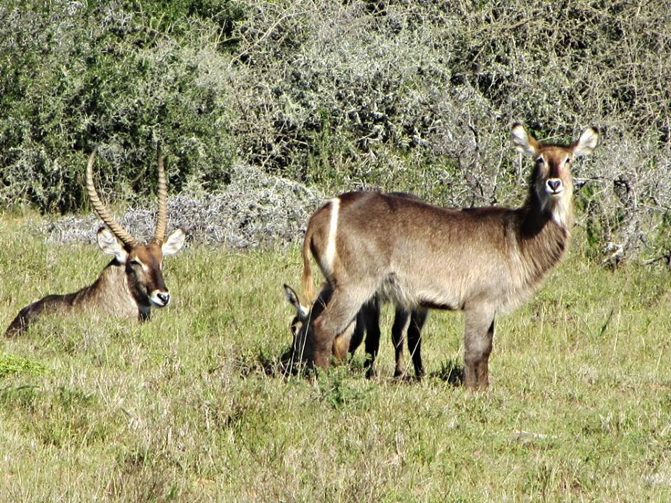 Ellipsen Waterbuck