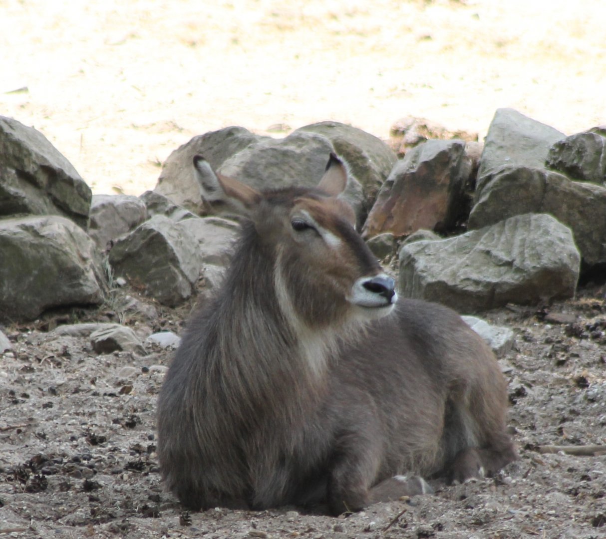 Ellipsen waterbuck