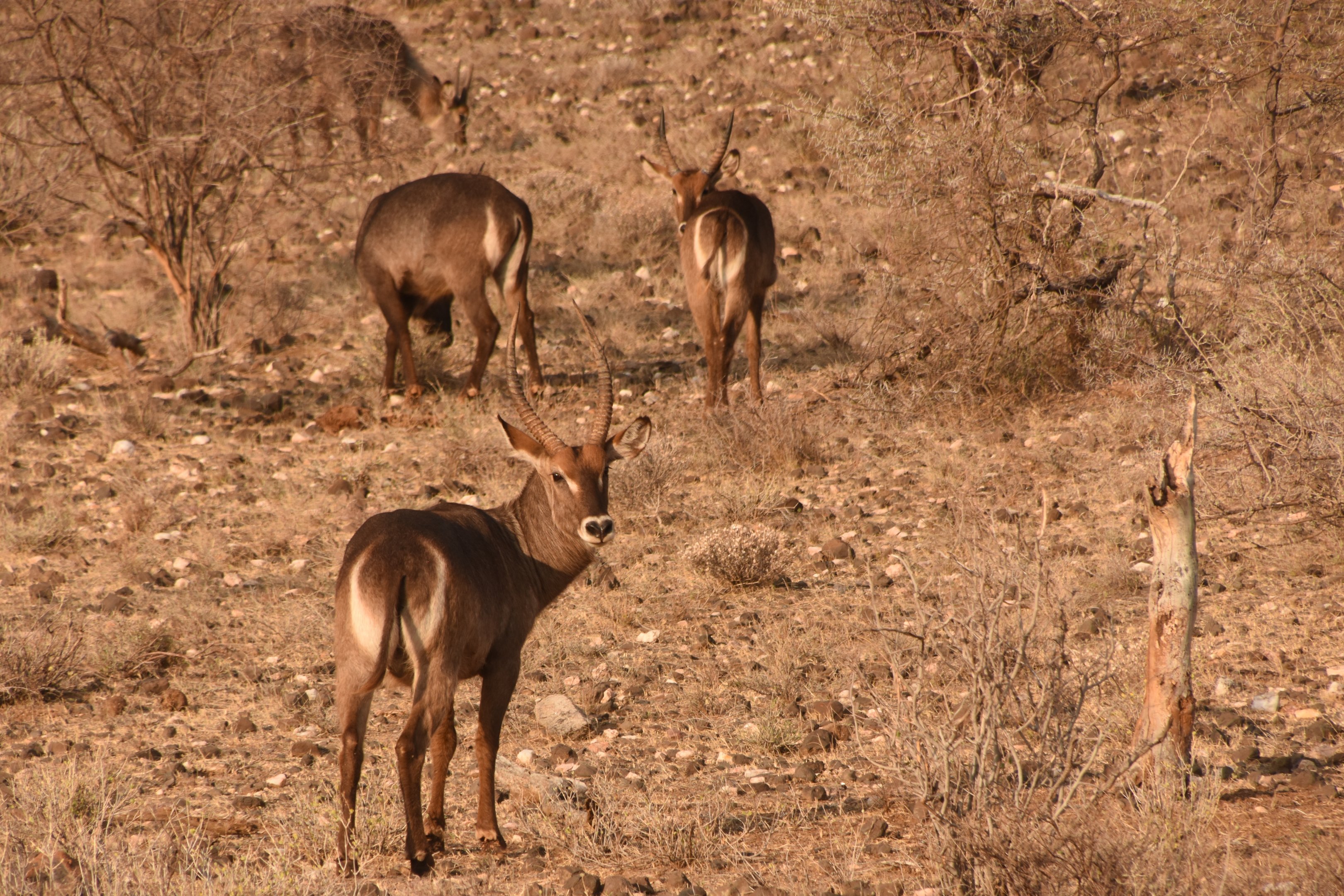 Ellipsen waterbuck