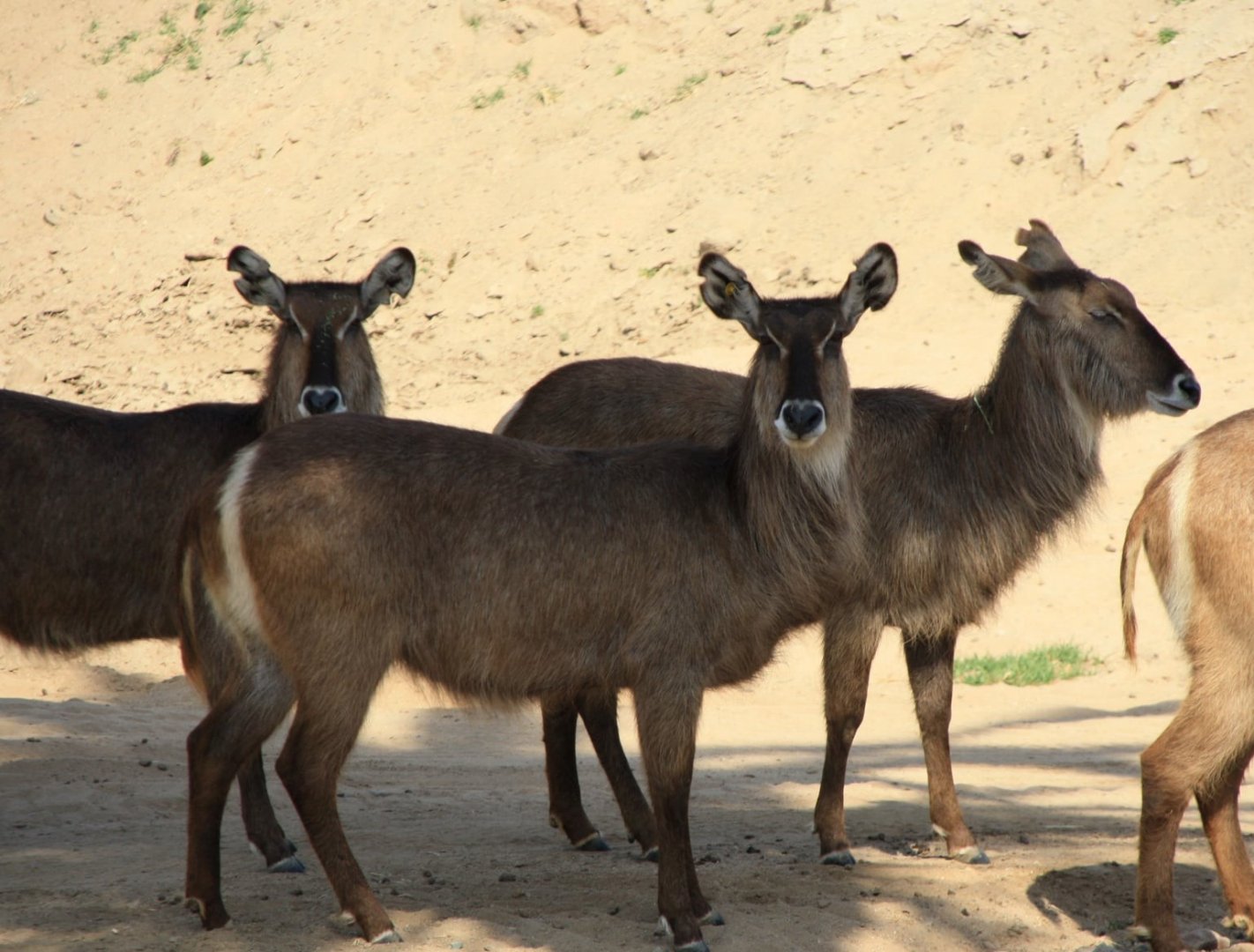 Ellipsen Waterbuck