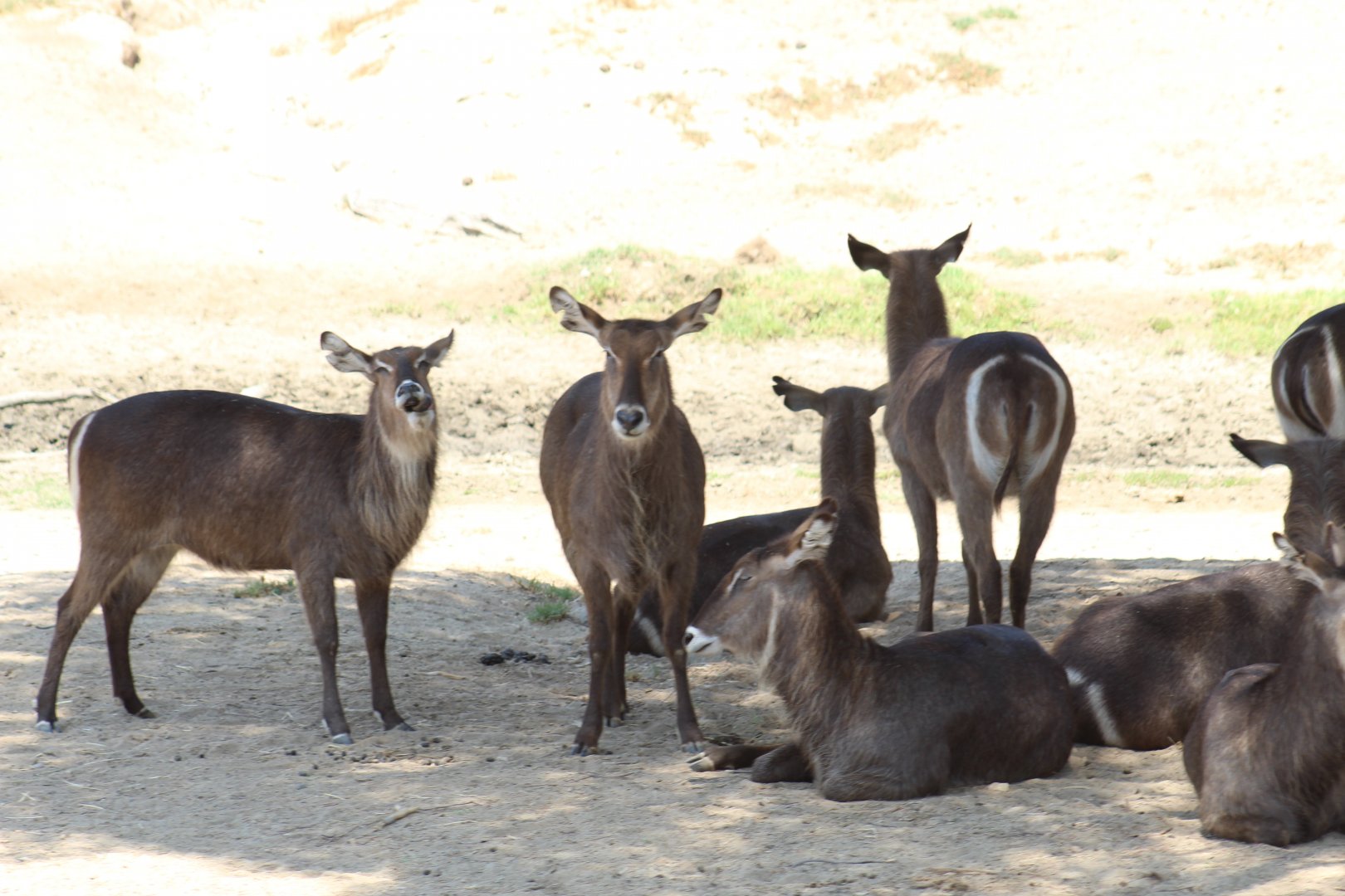 Ellipsen Waterbuck
